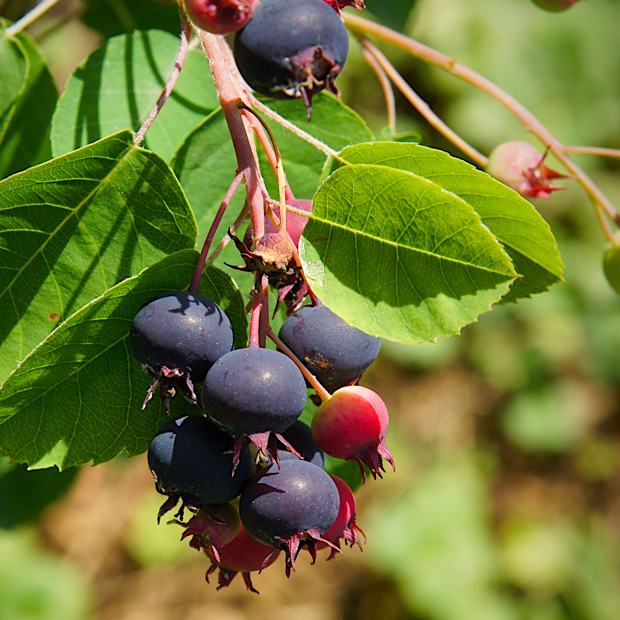 Felsenbirne 'Amela'