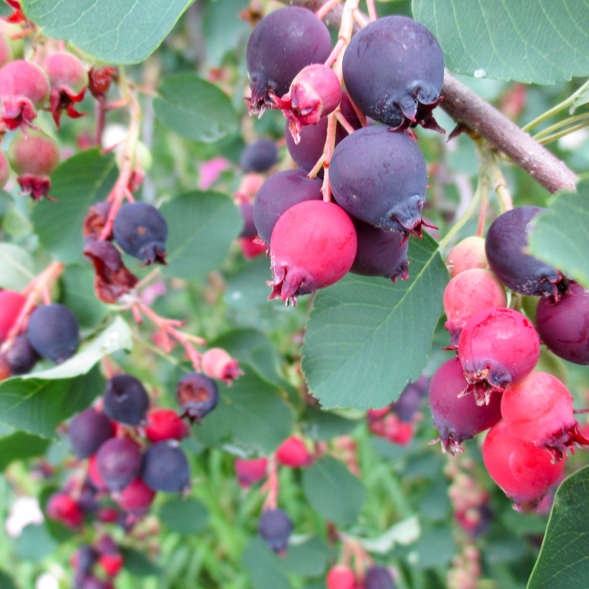 Felsenbirne 'Honeywood'