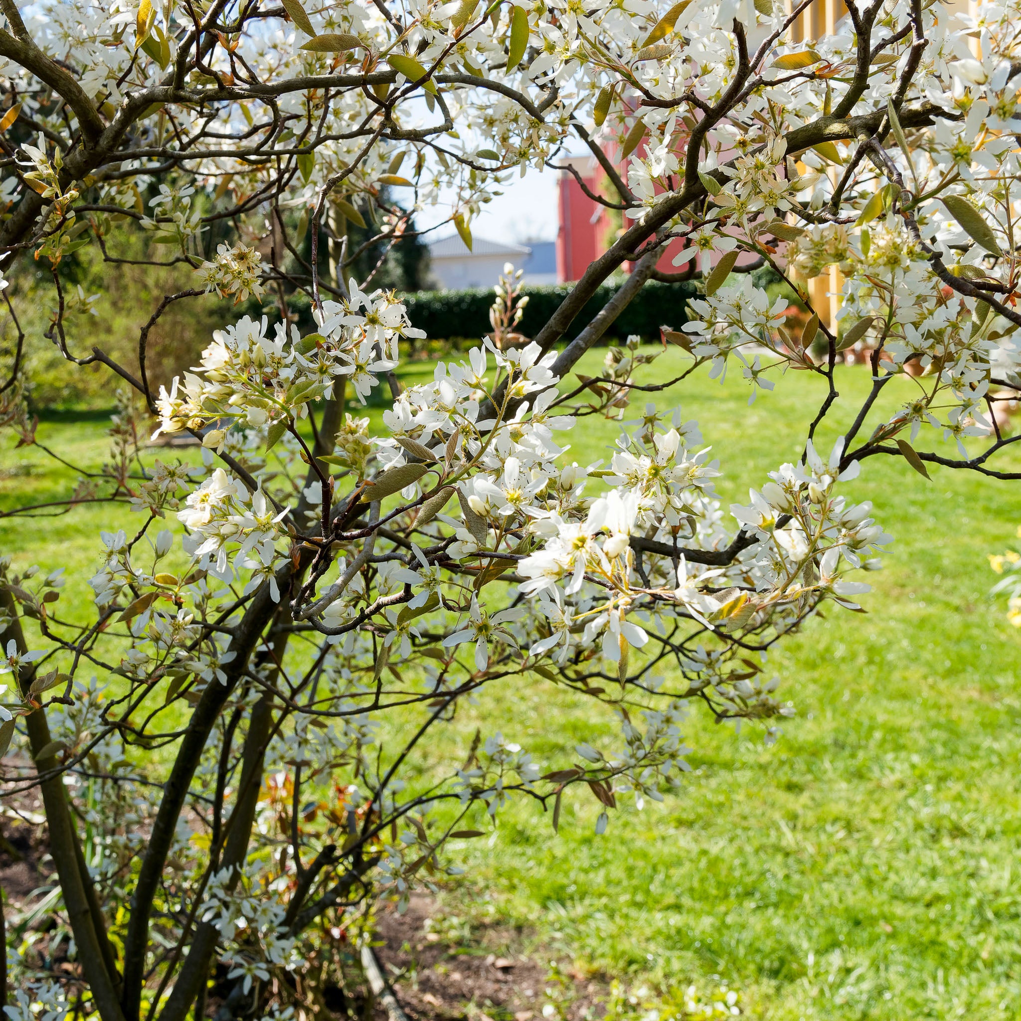 Felsenbirne 'Ballerina'