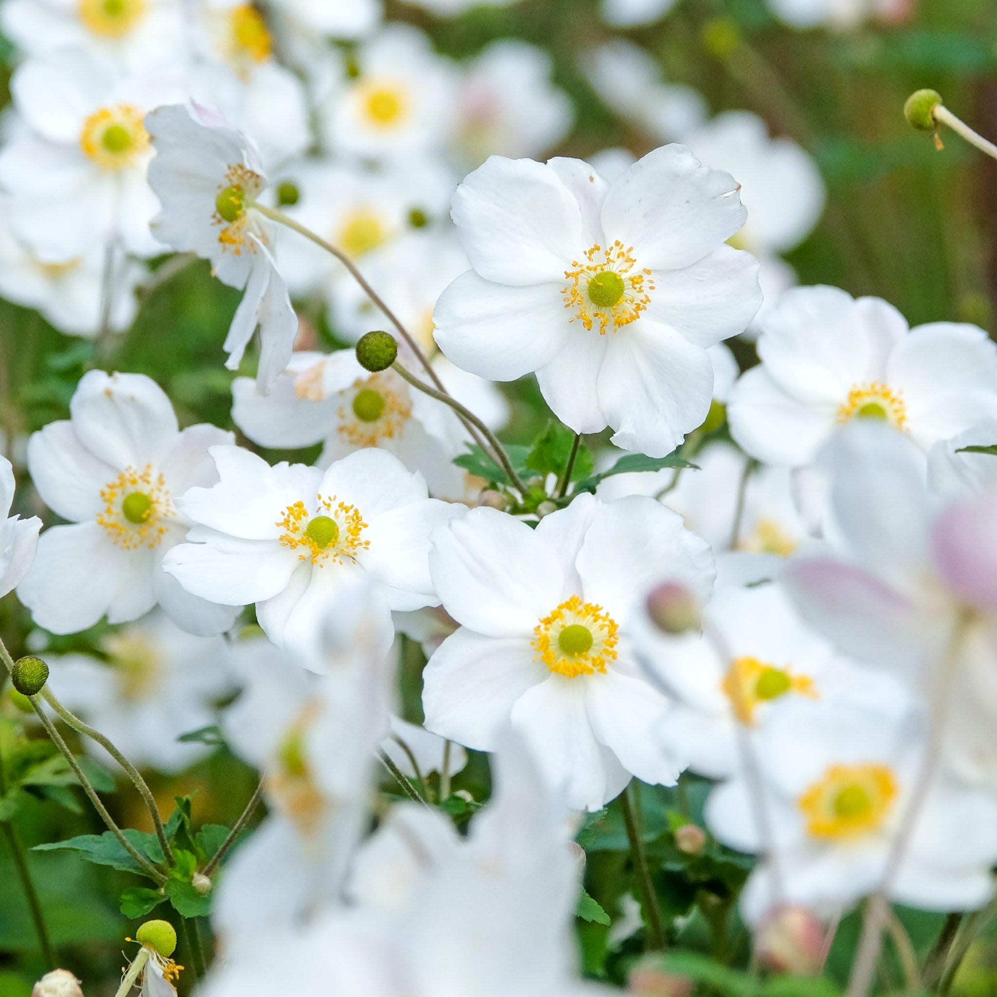 Herbst-Anemone 'Honorine Jobert'