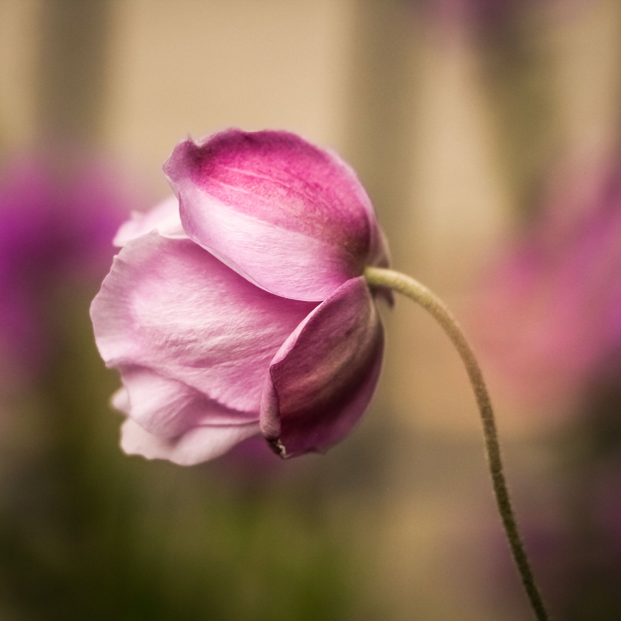 Herbst-Anemone 'Praecox'