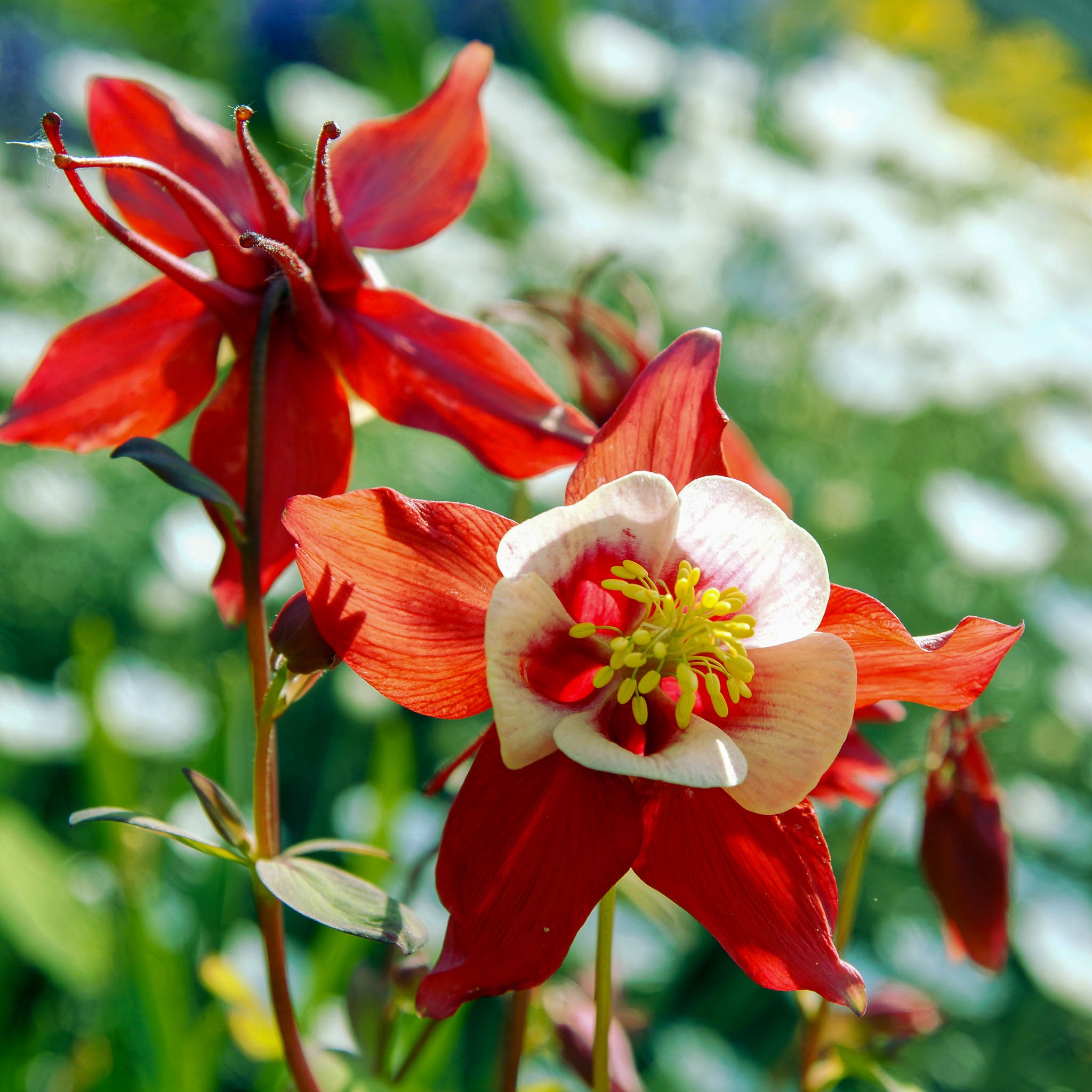 Akelei 'Crimson Star'