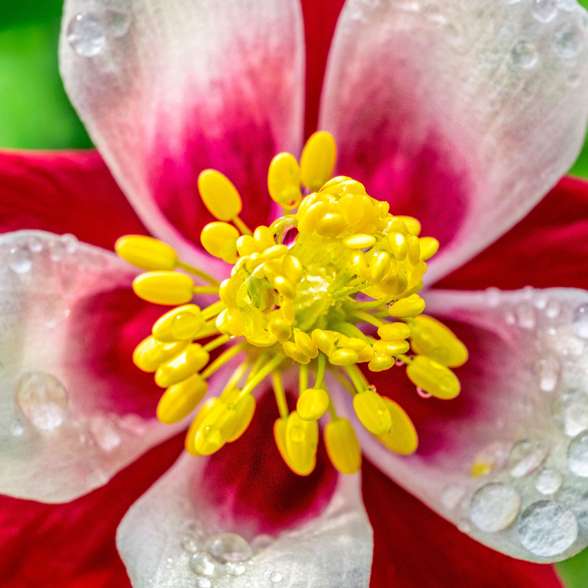 Akelei 'Crimson Star'
