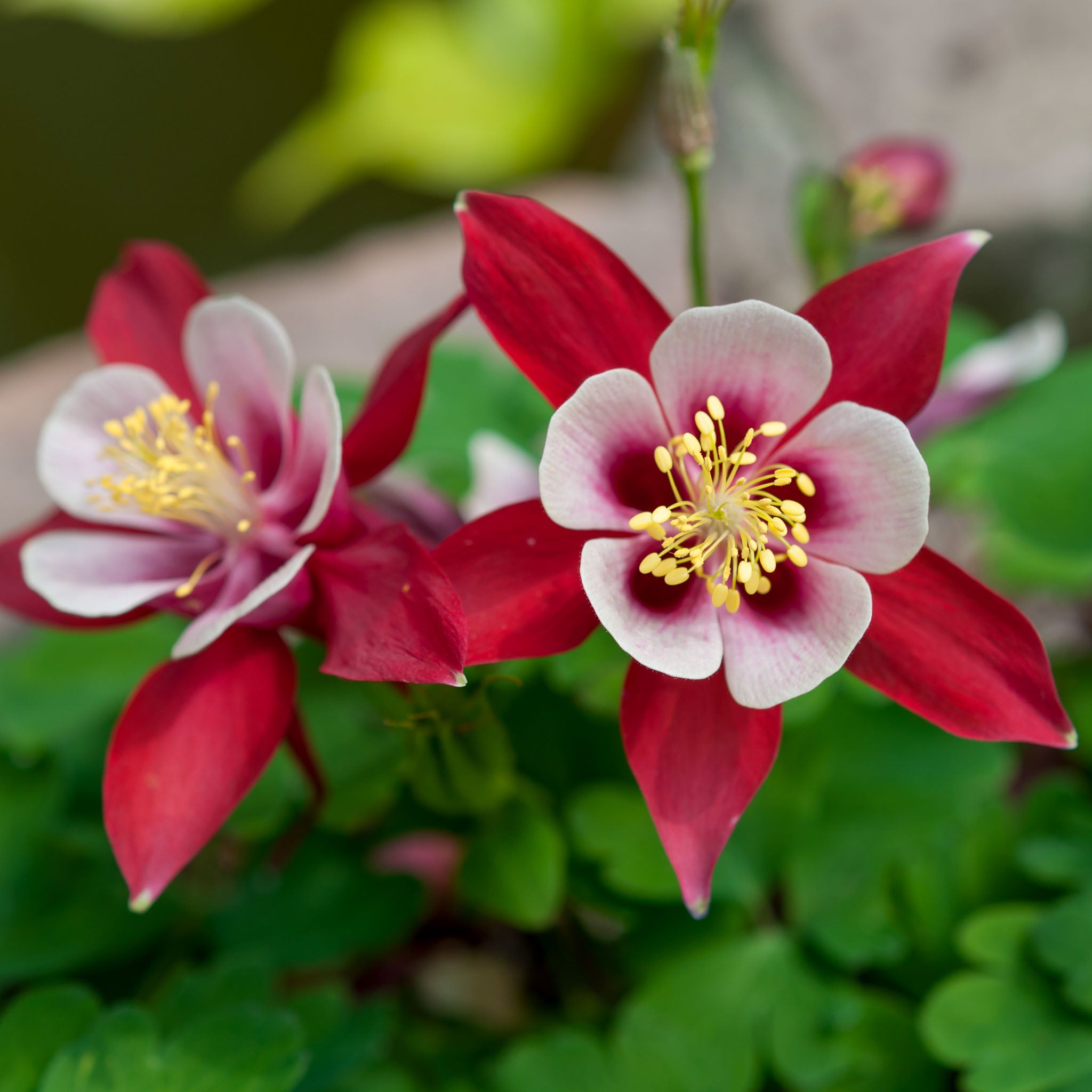 Akelei 'Crimson Star'