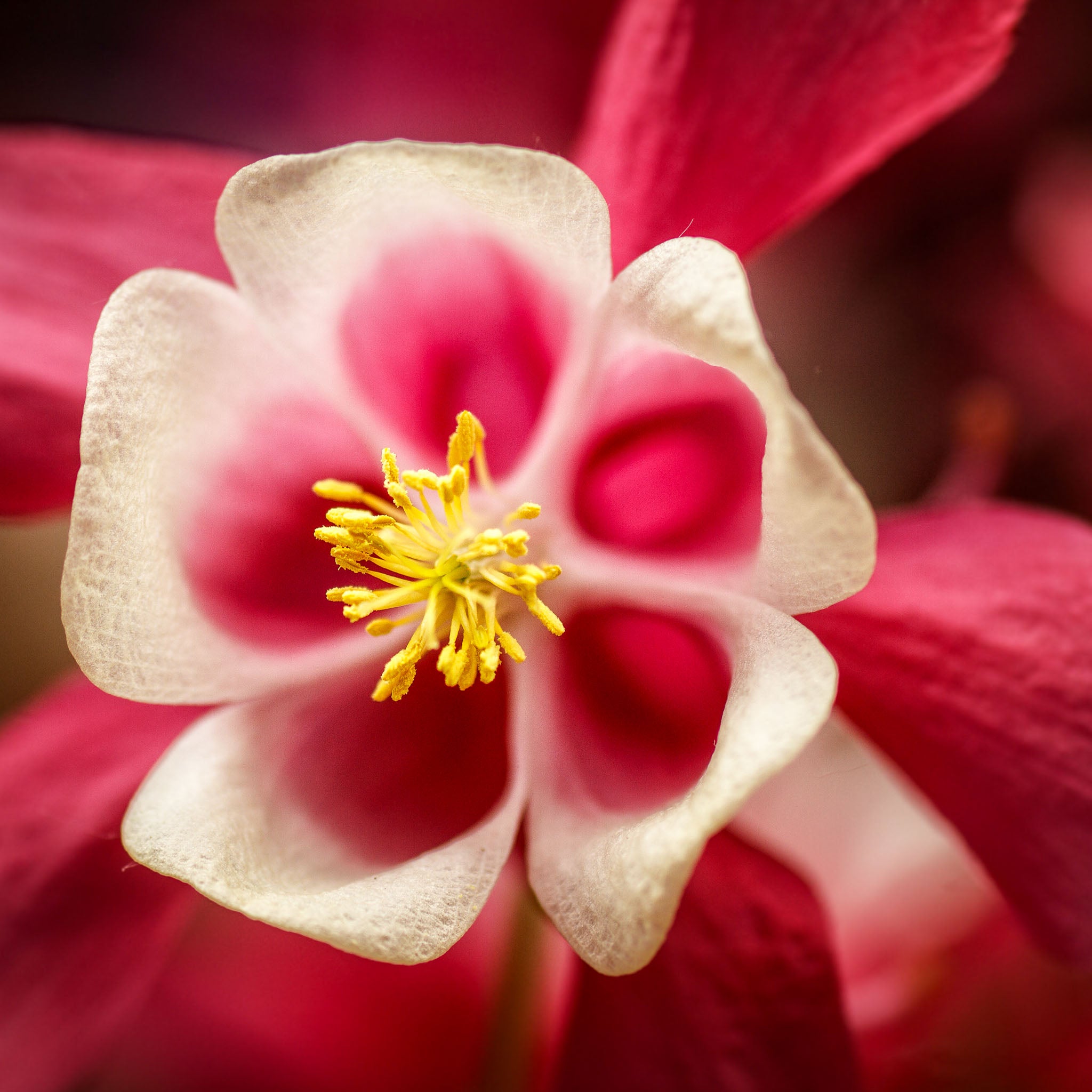 Akelei 'Crimson Star'