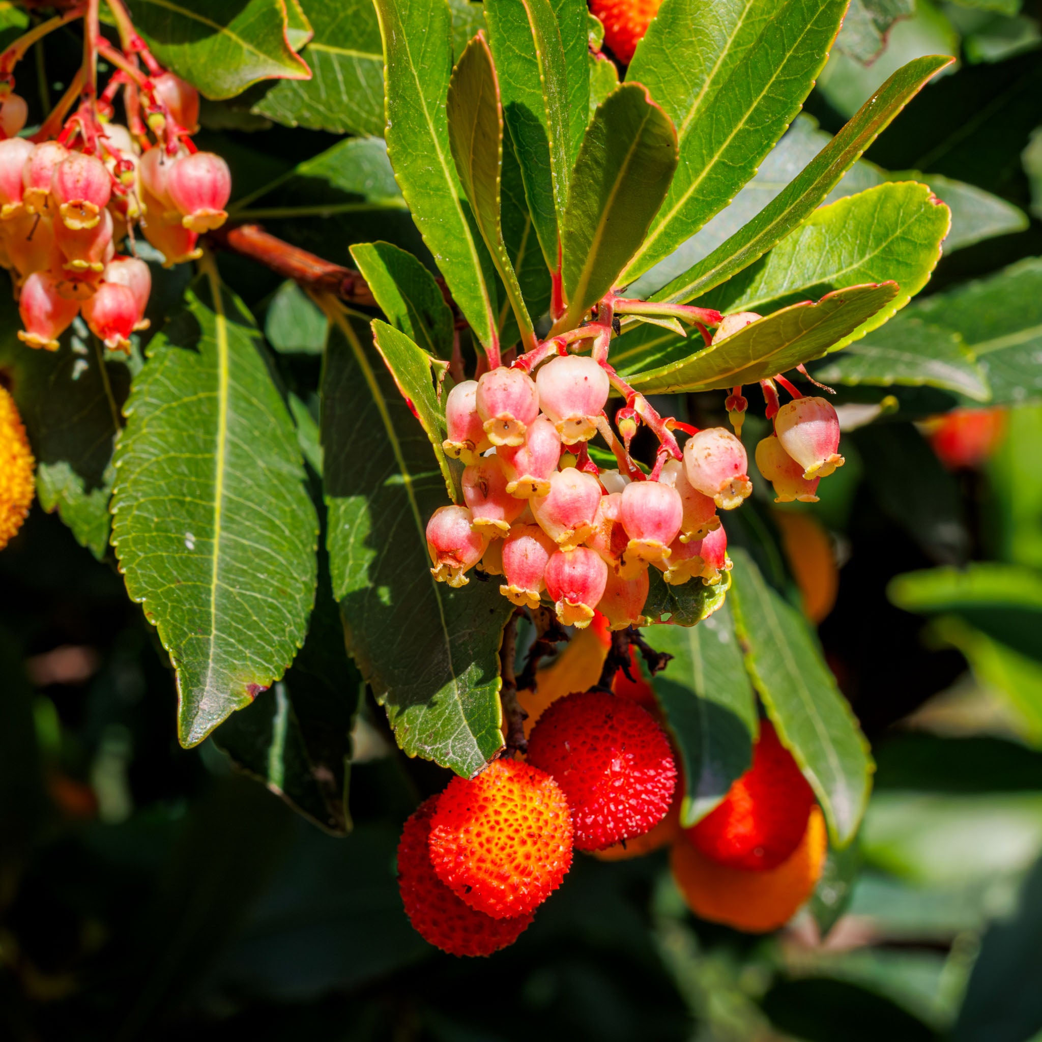 Erdbeerbaum 'Roselily'