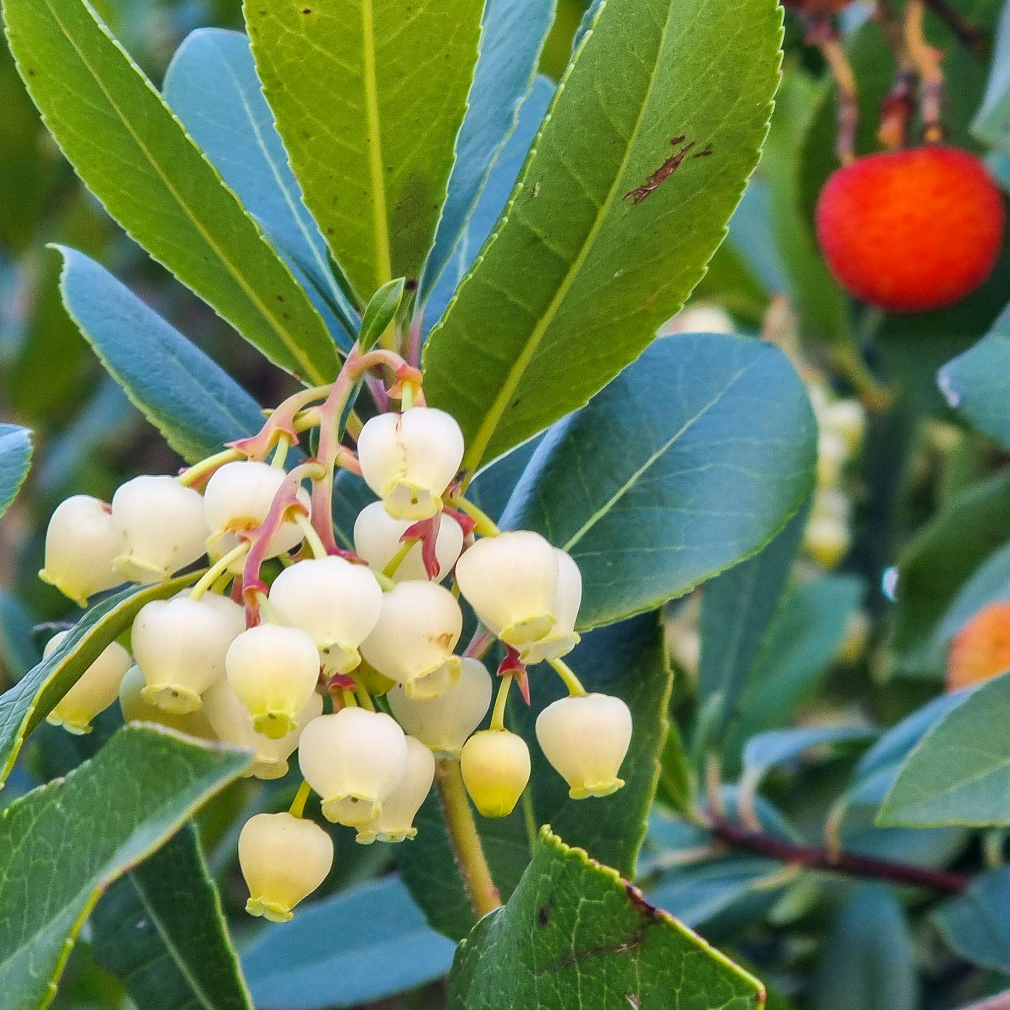 Erdbeerbaum 'Wildform'