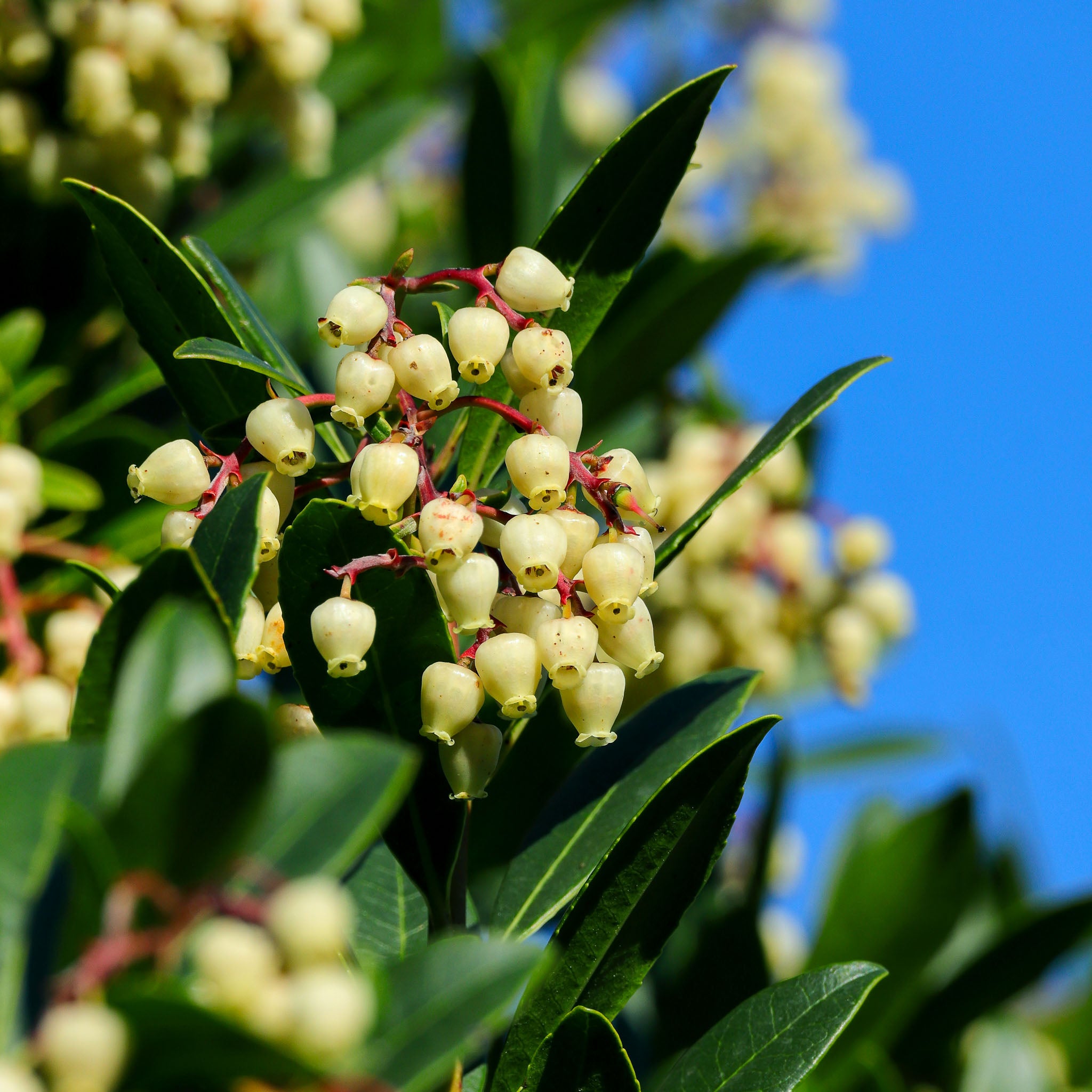 Erdbeerbaum 'Wildform'