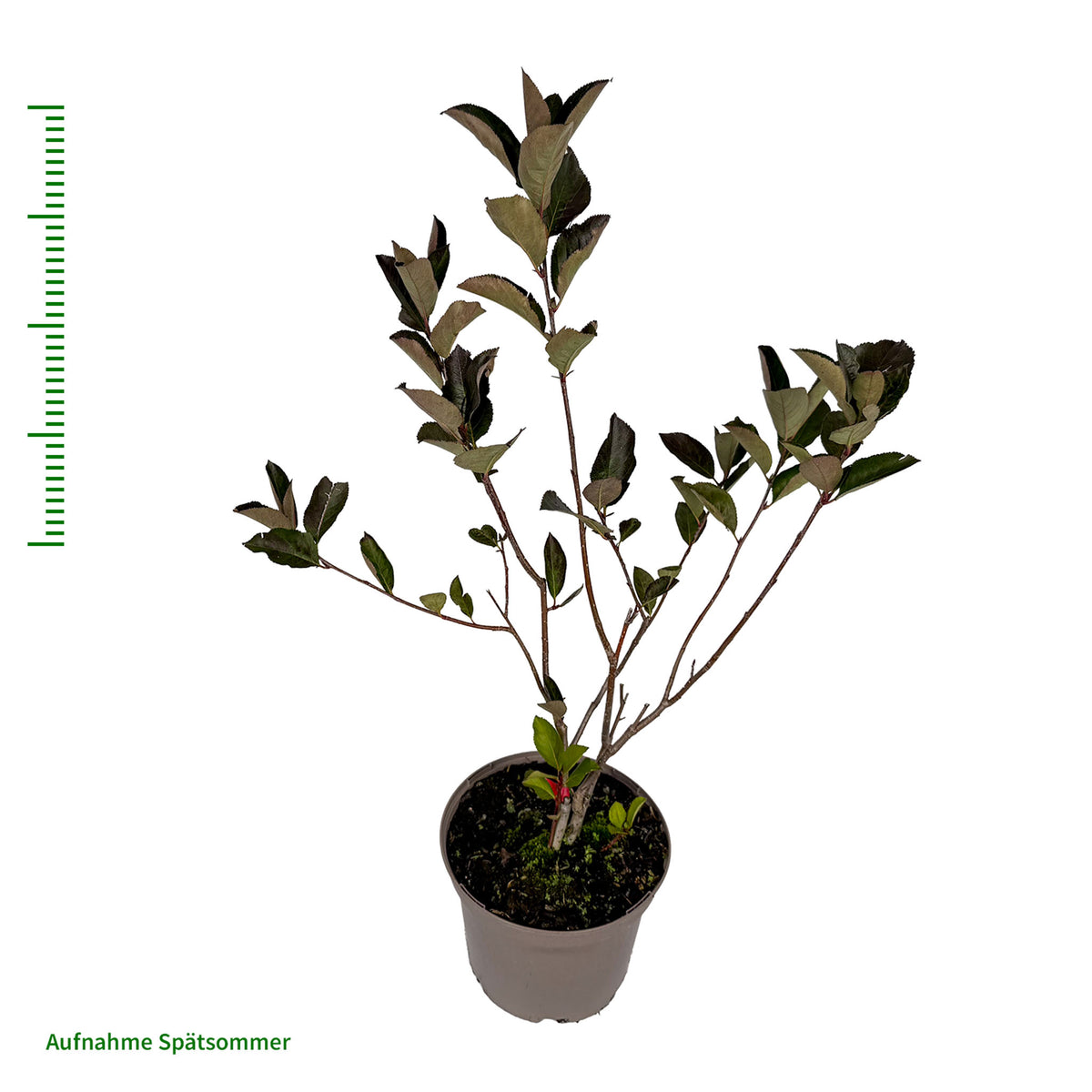 Aroniabeere 'Aron'