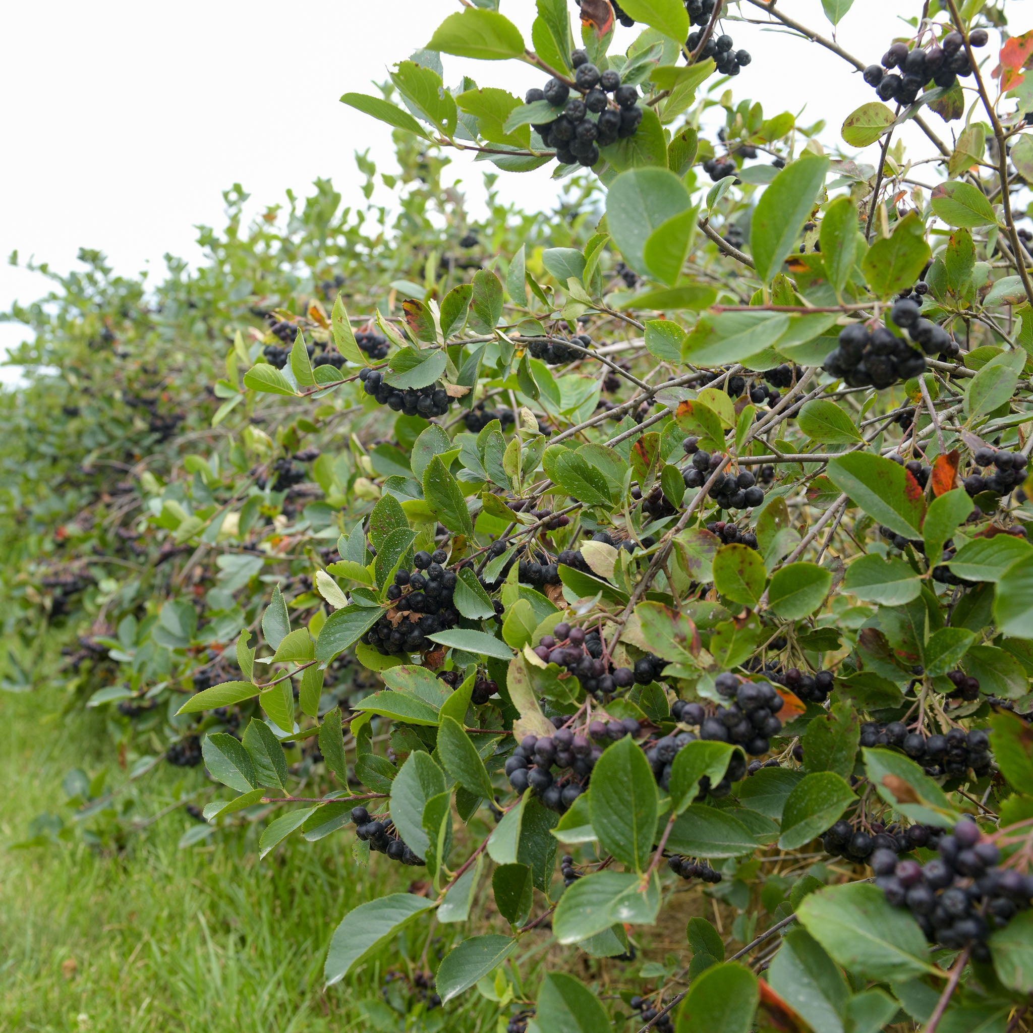 Aroniabeere 'Aron'
