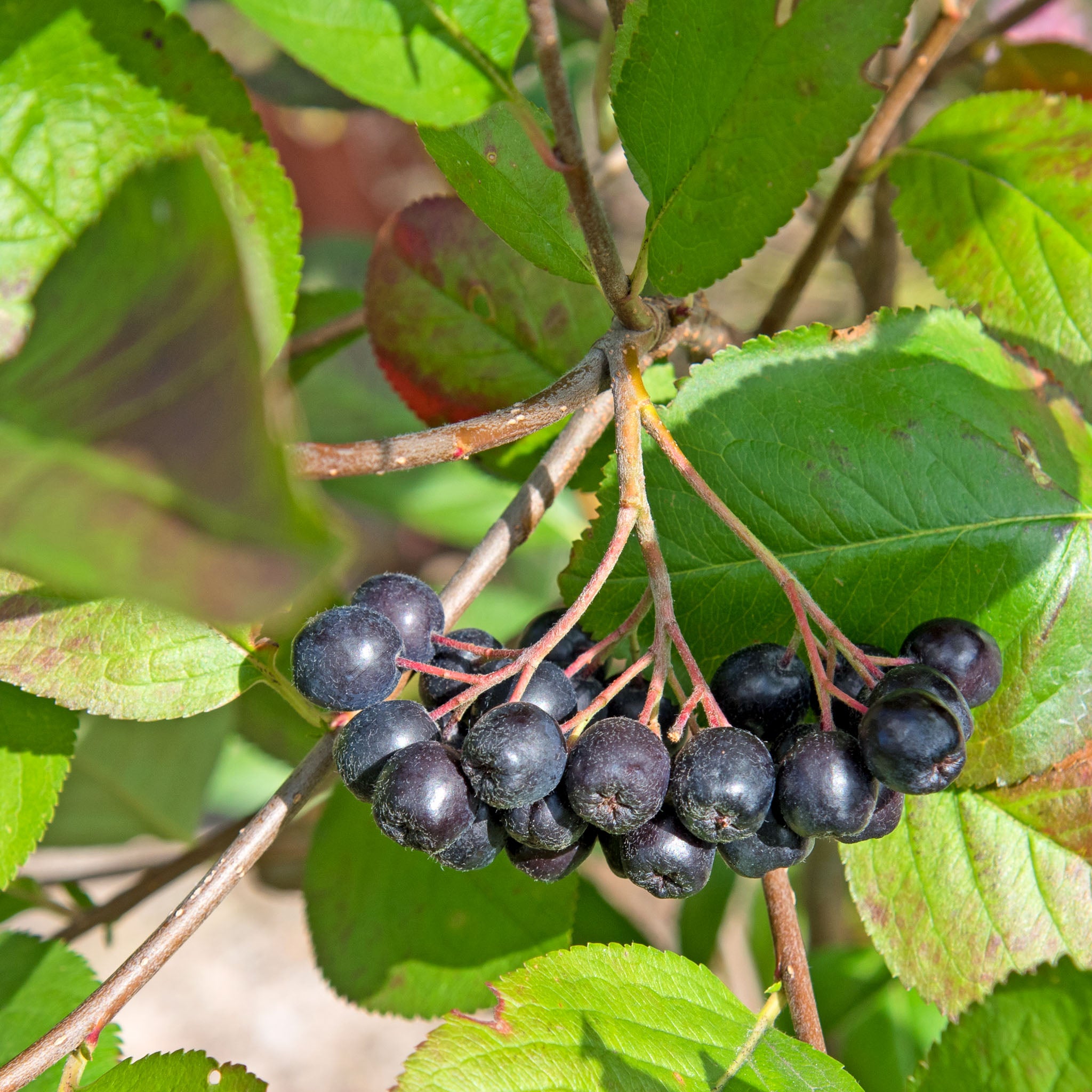Aroniabeere 'Aron'