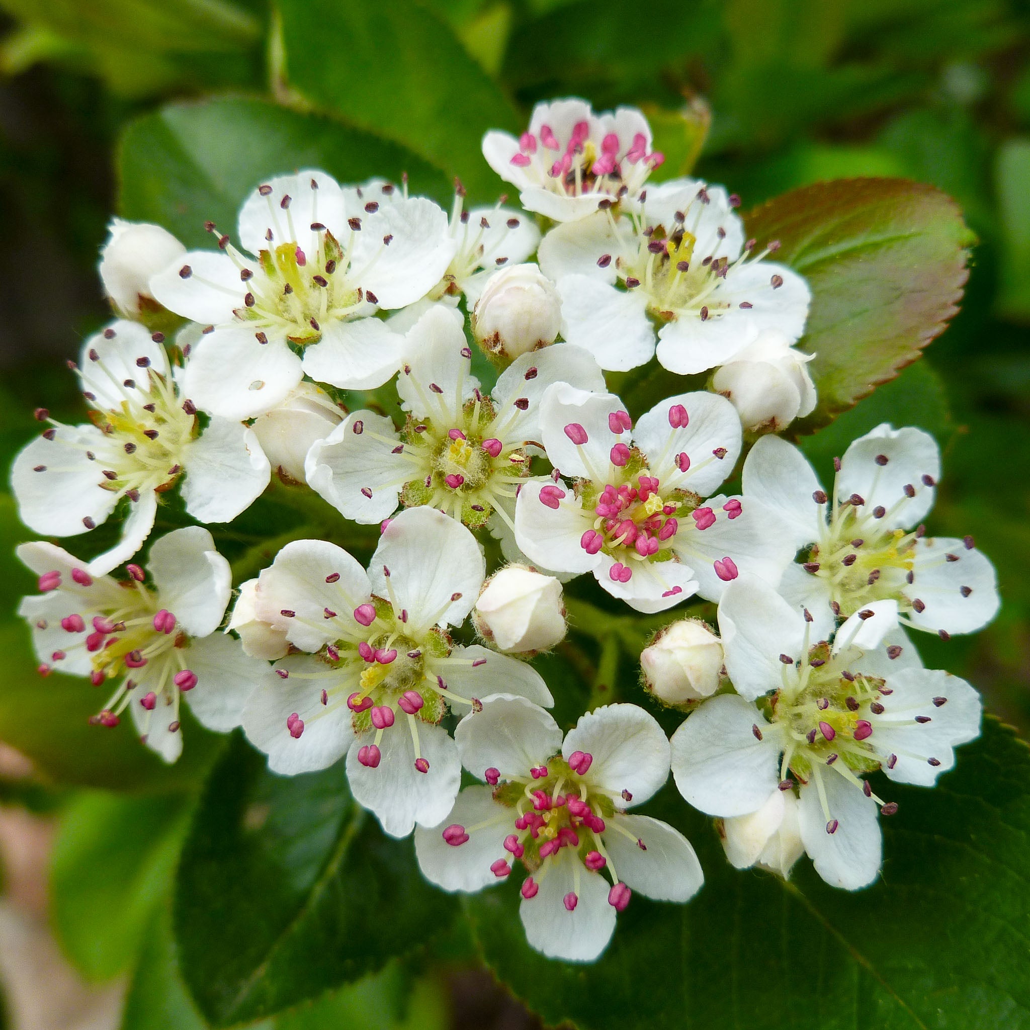 Aroniabeere 'Galicjanka'