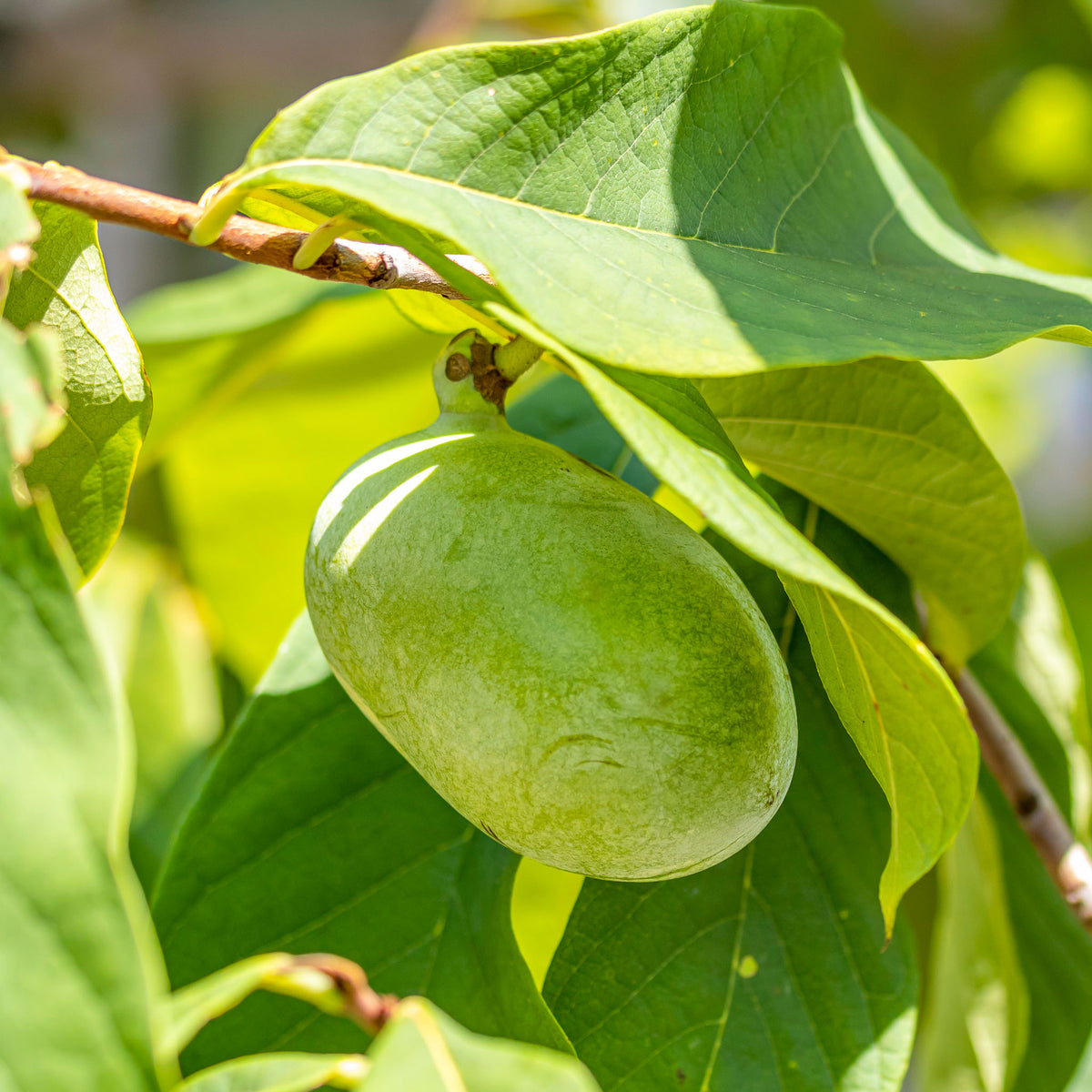 Pawpaw 'Allegheny'