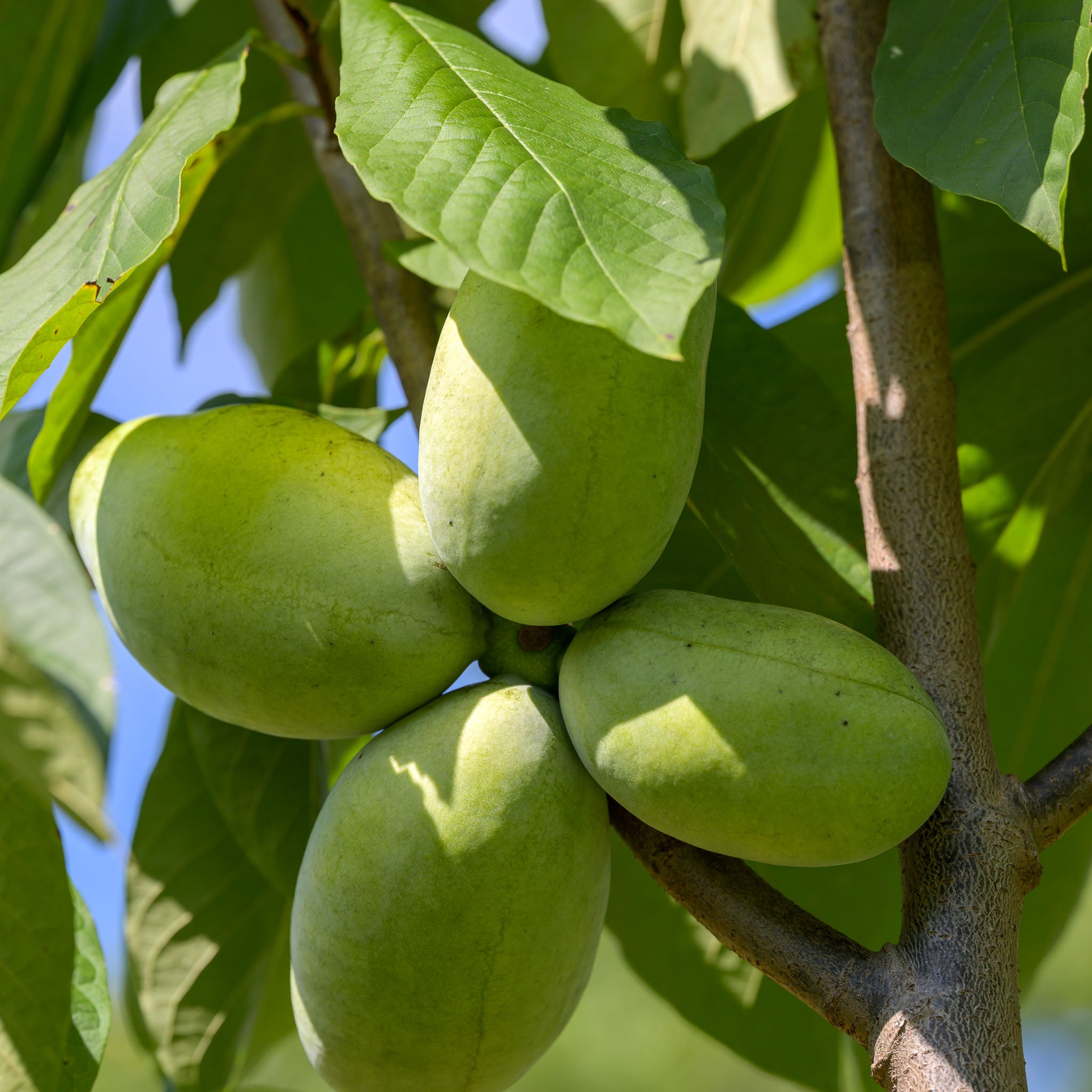 Pawpaw 'Halvin'