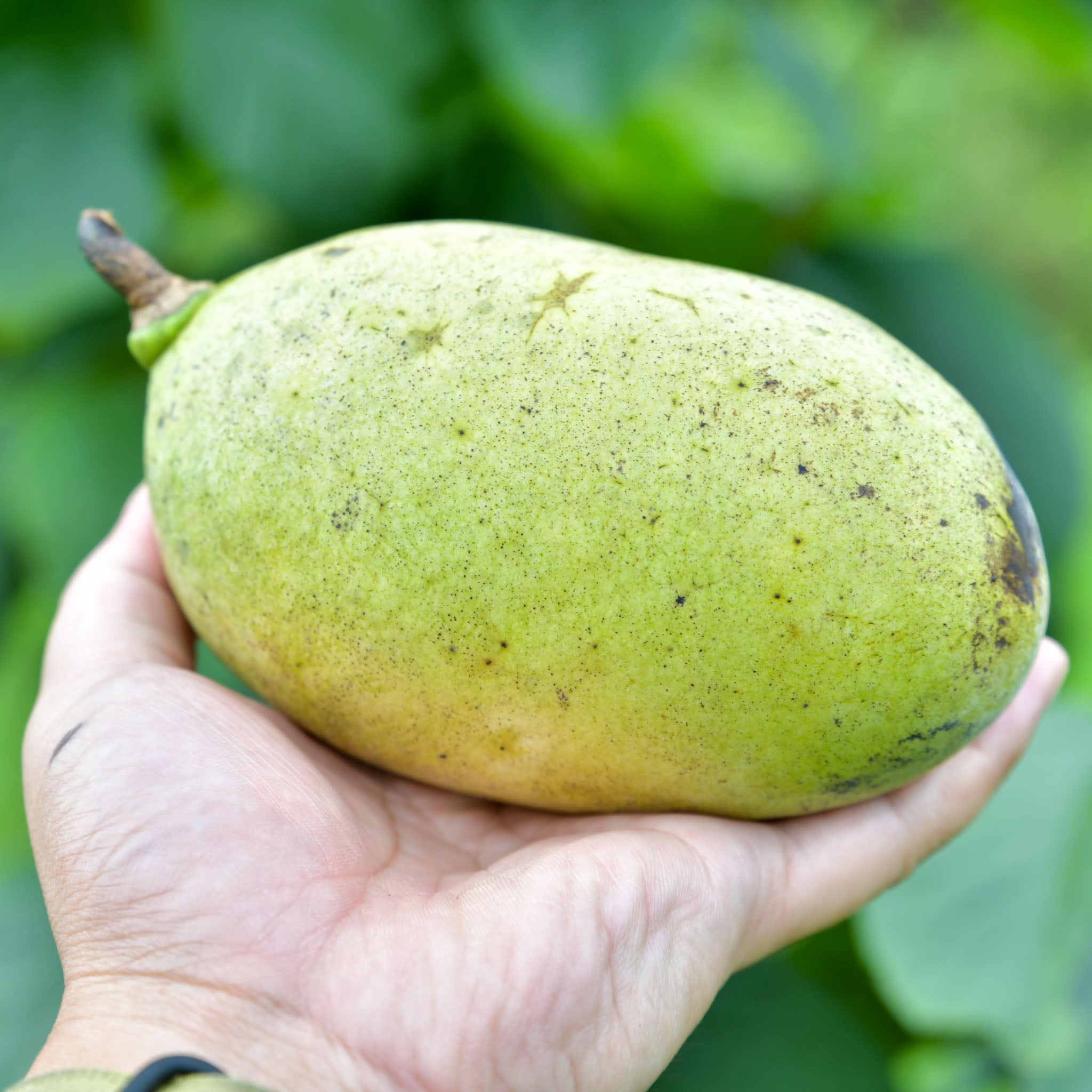 Pawpaw 'Halvin'