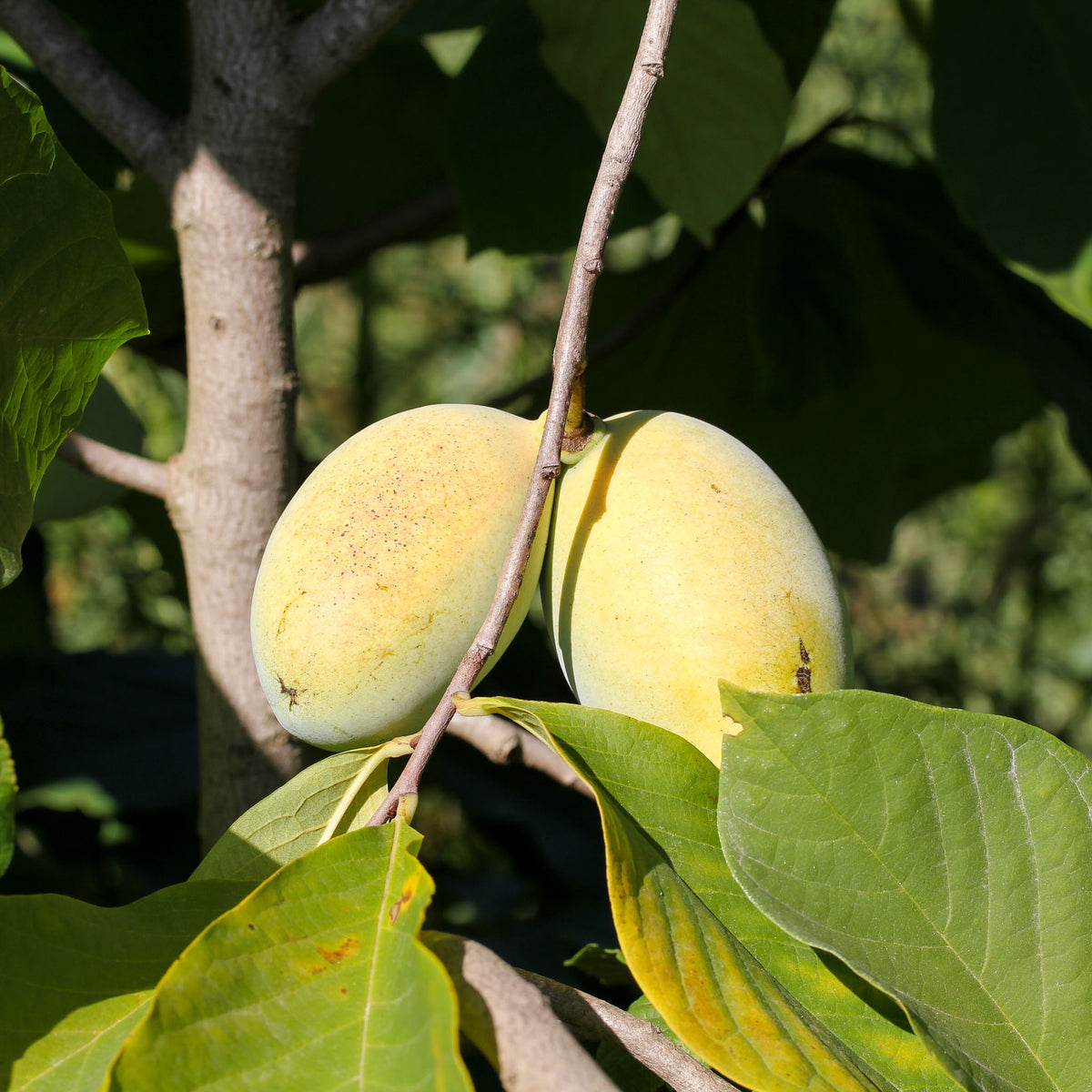 Pawpaw 'Maria's Joy'
