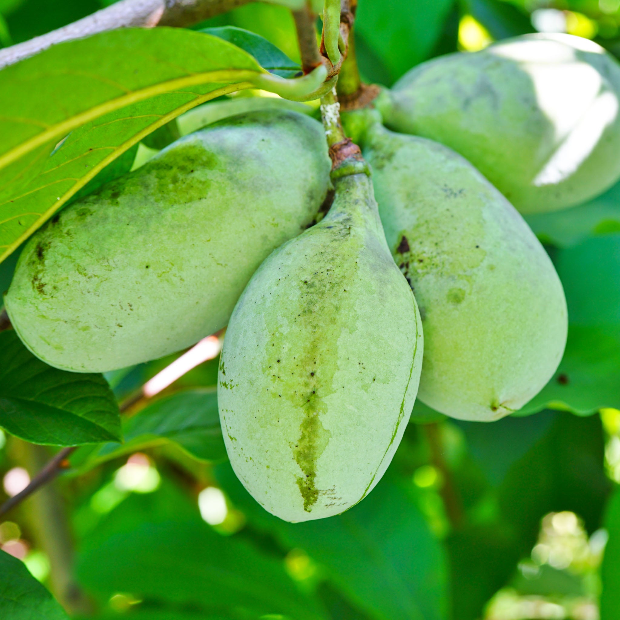 Pawpaw 'Mary Foos Jones'