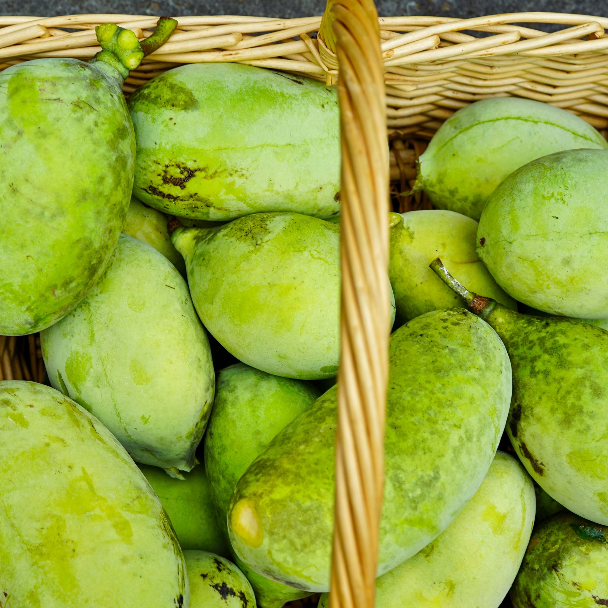 Pawpaw 'Mary Foos Jones'