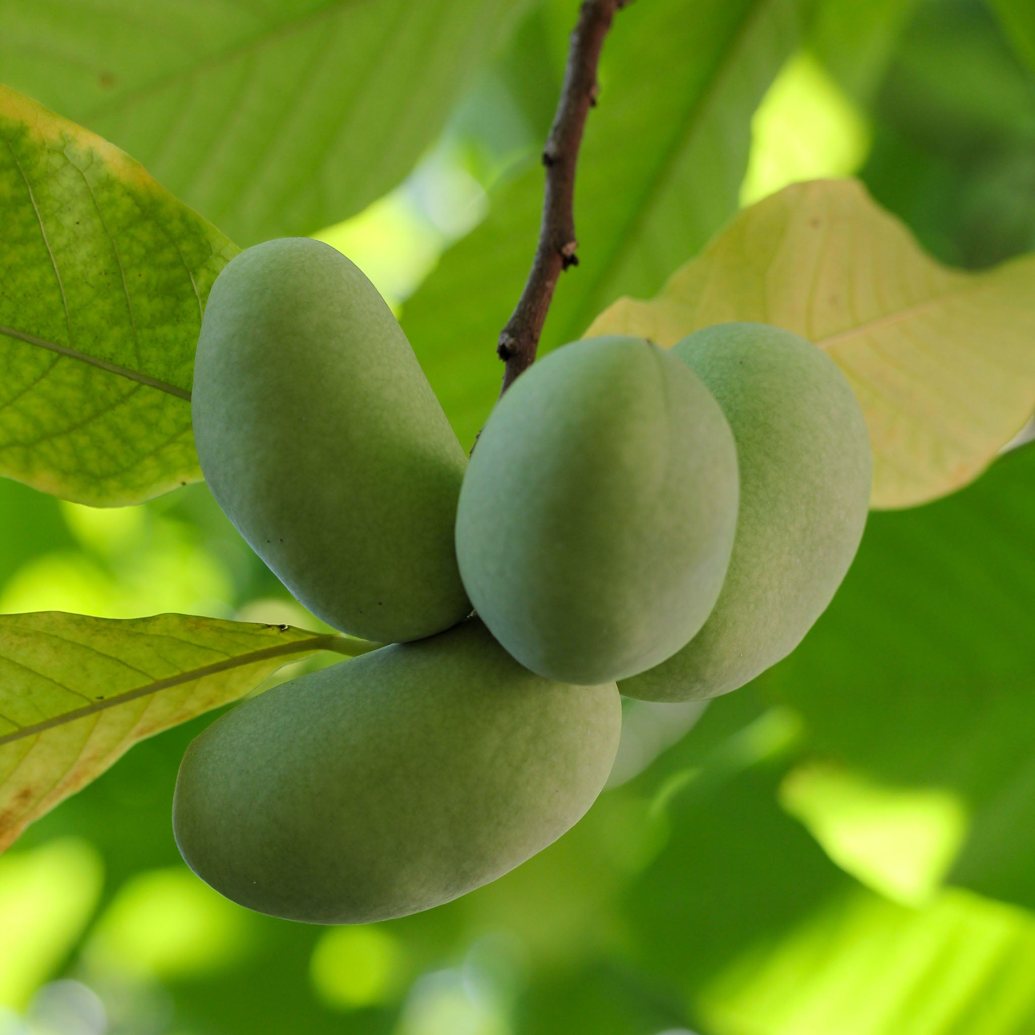 Pawpaw 'Prima 1216'