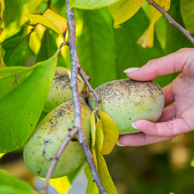 Pawpaw 'Prima 1216'