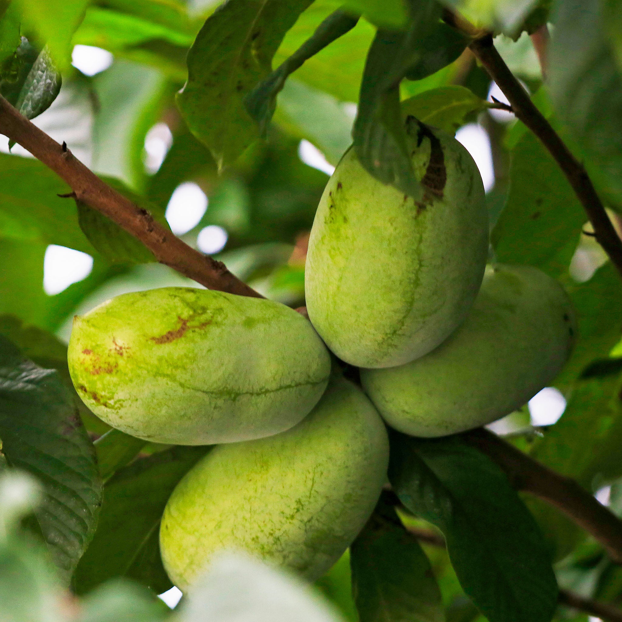 Pawpaw 'Rebecca's Gold'