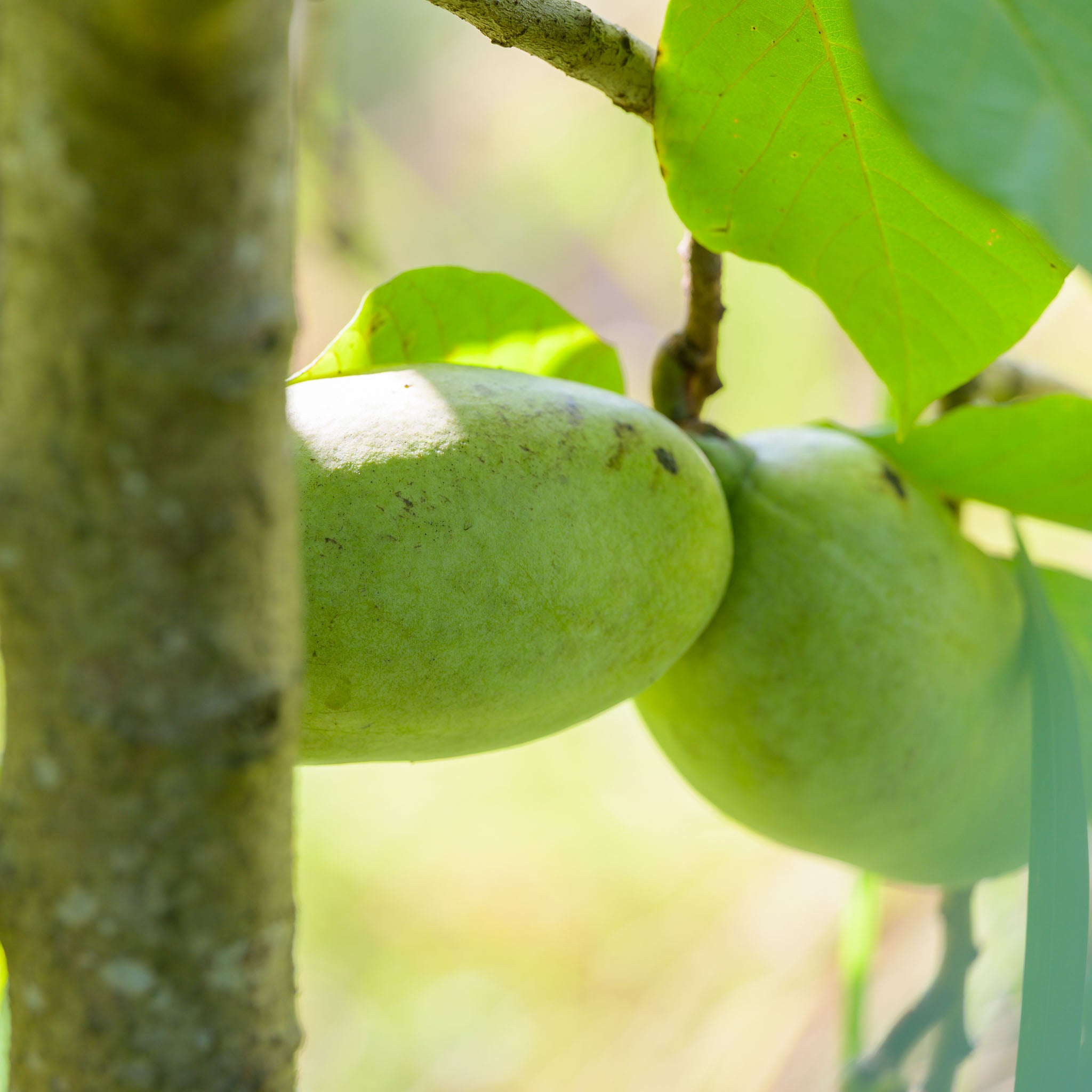 Pawpaw 'Rebecca's Gold'