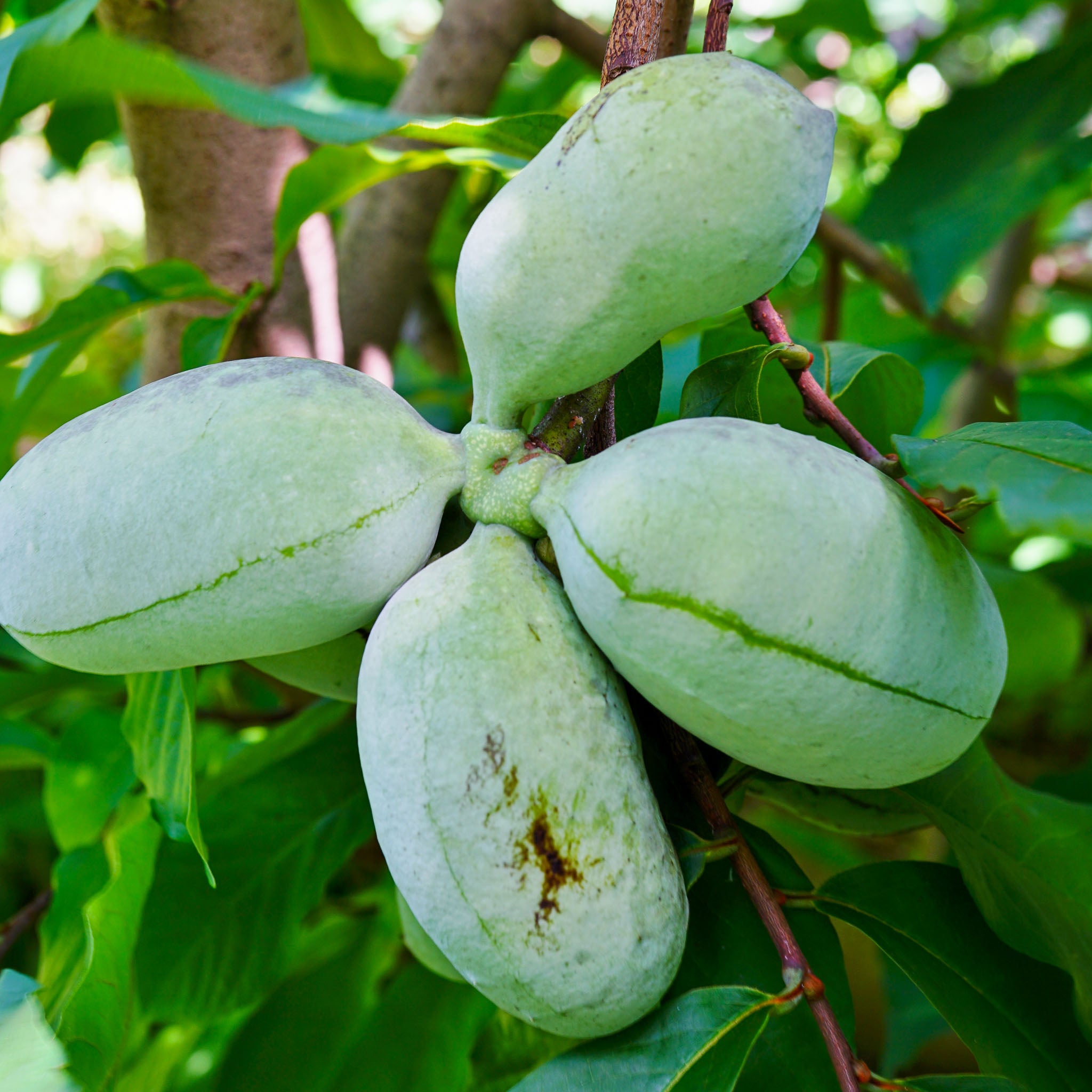 Pawpaw 'Summer Delight'