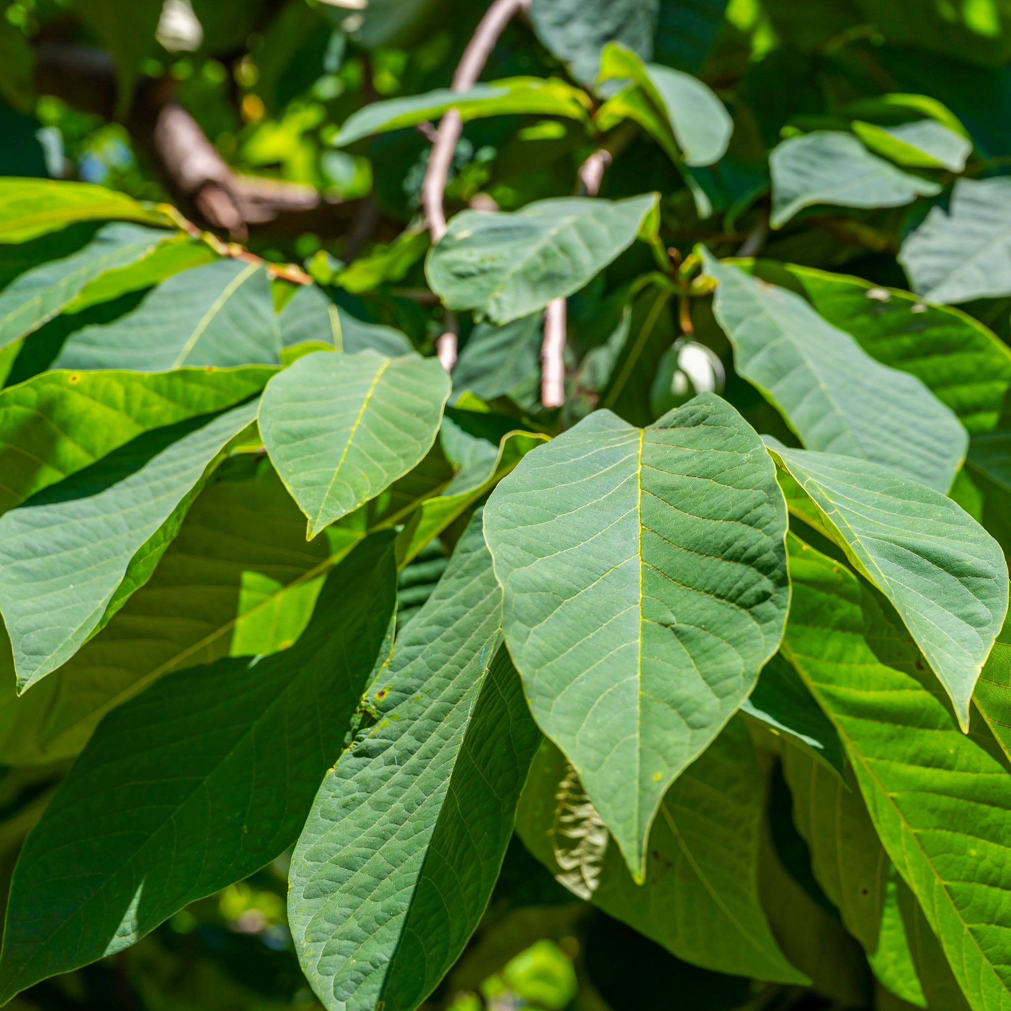 Pawpaw 'Summer Delight'