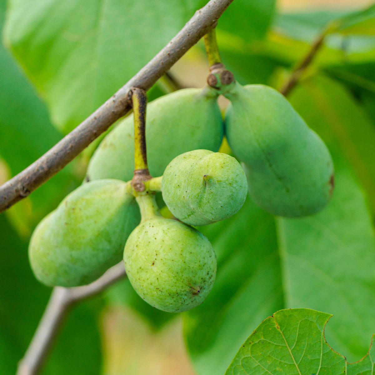 Pawpaw 'Sunflower'