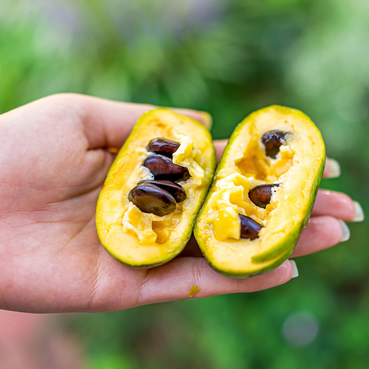 Pawpaw 'Sunflower'