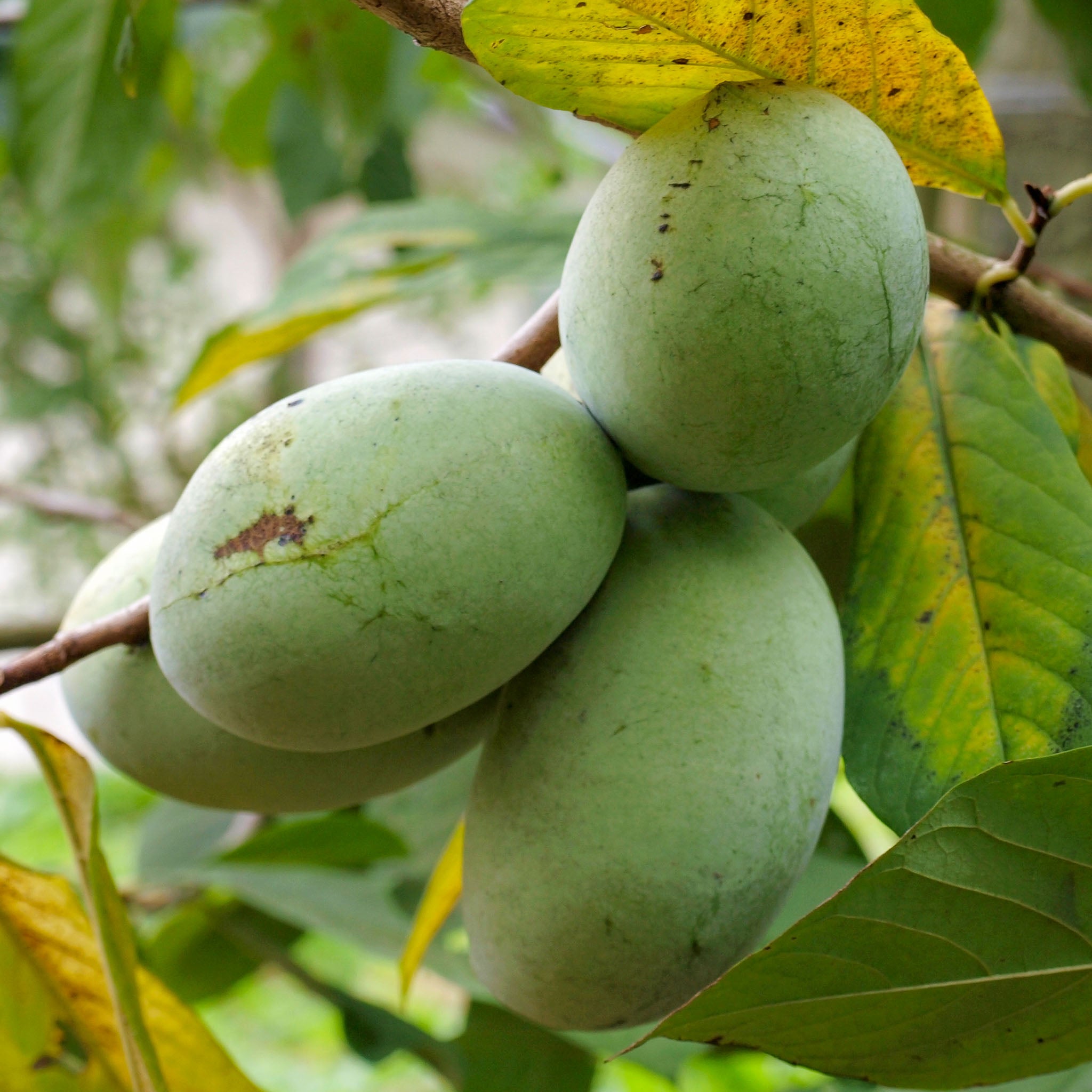 Pawpaw 'Tallahatchie'