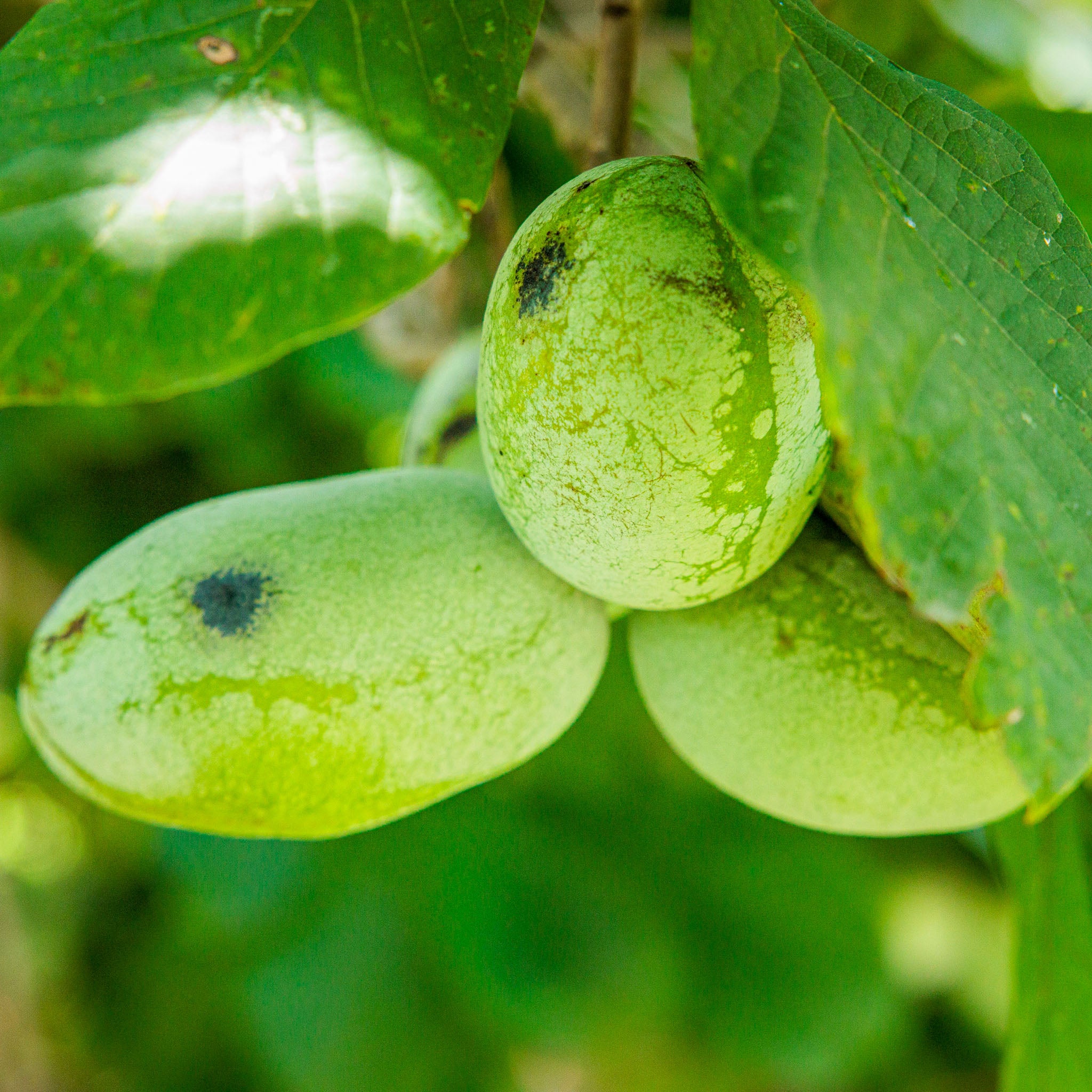 Pawpaw 'Tallahatchie'