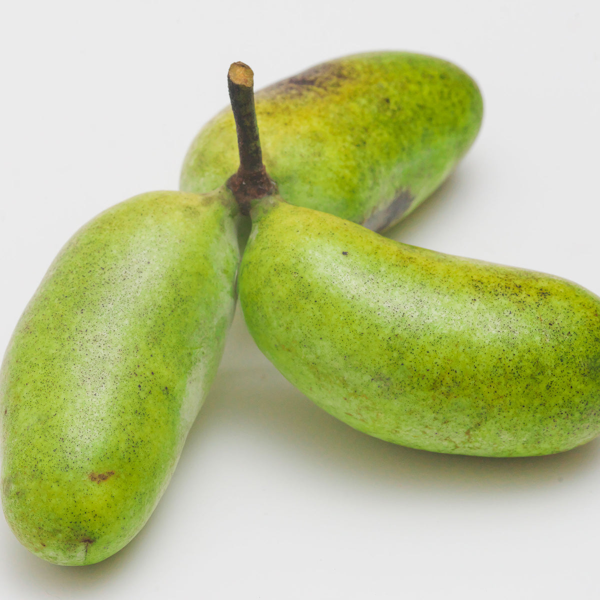 Pawpaw 'Tropical Treat'
