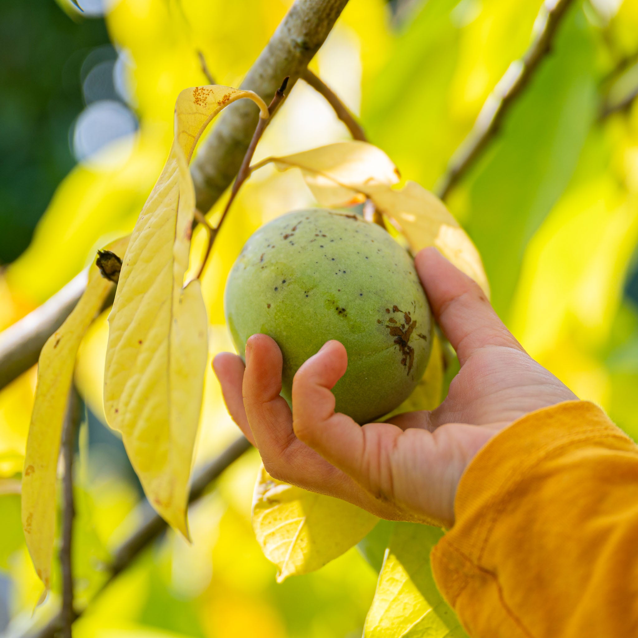 Pawpaw 'Wildform'