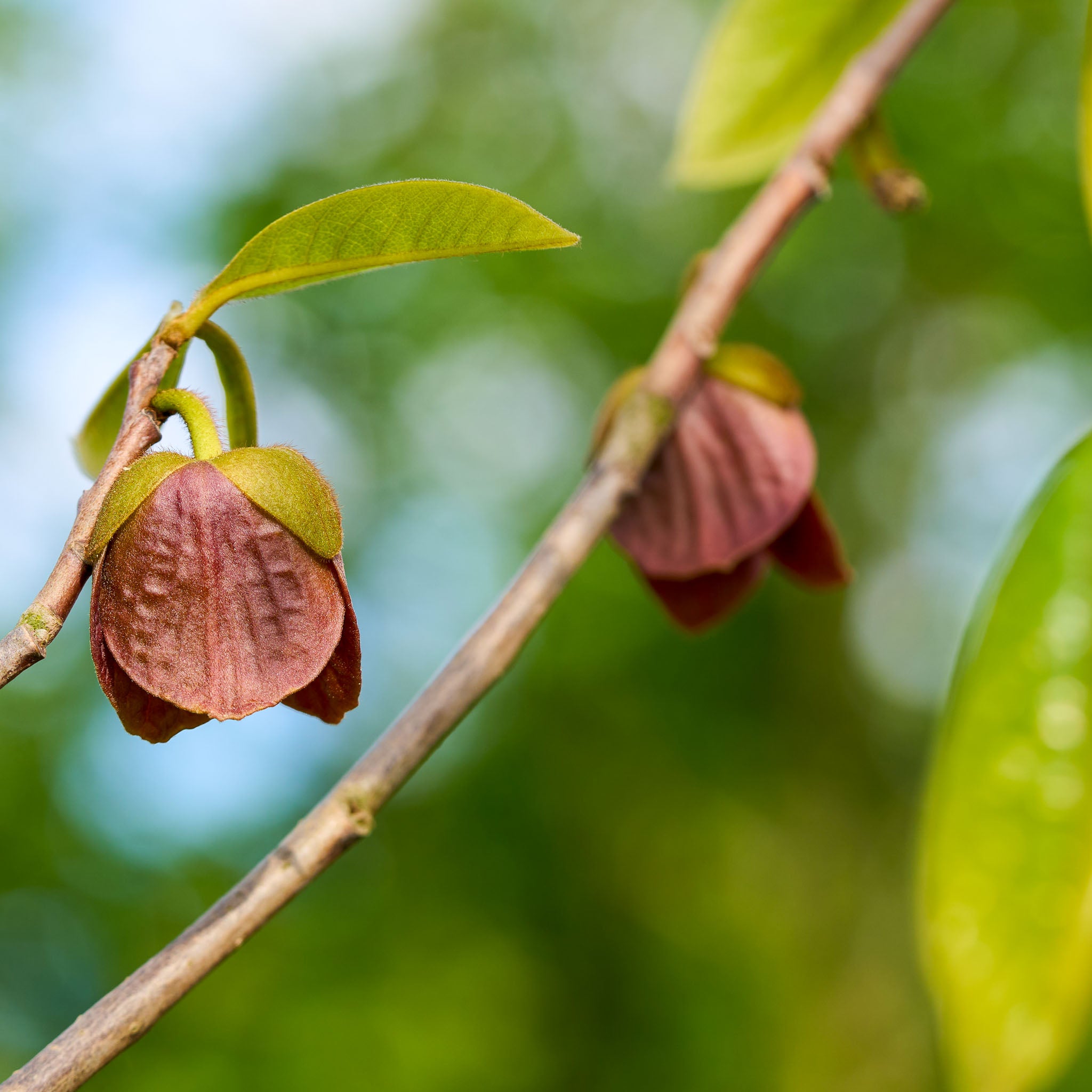 Pawpaw 'Wildform'