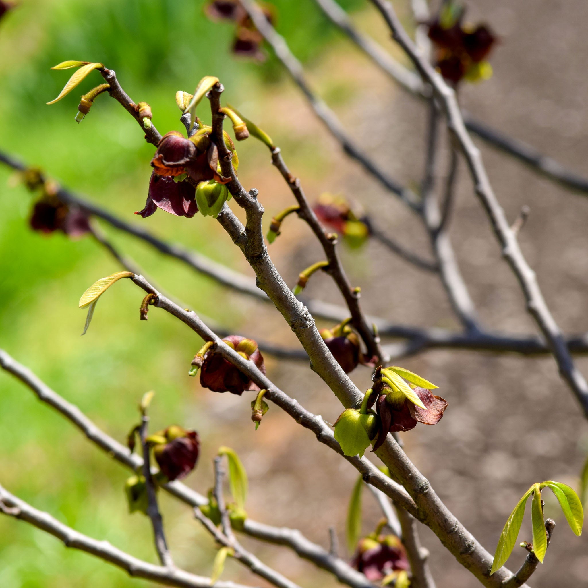 Pawpaw 'Wildform'