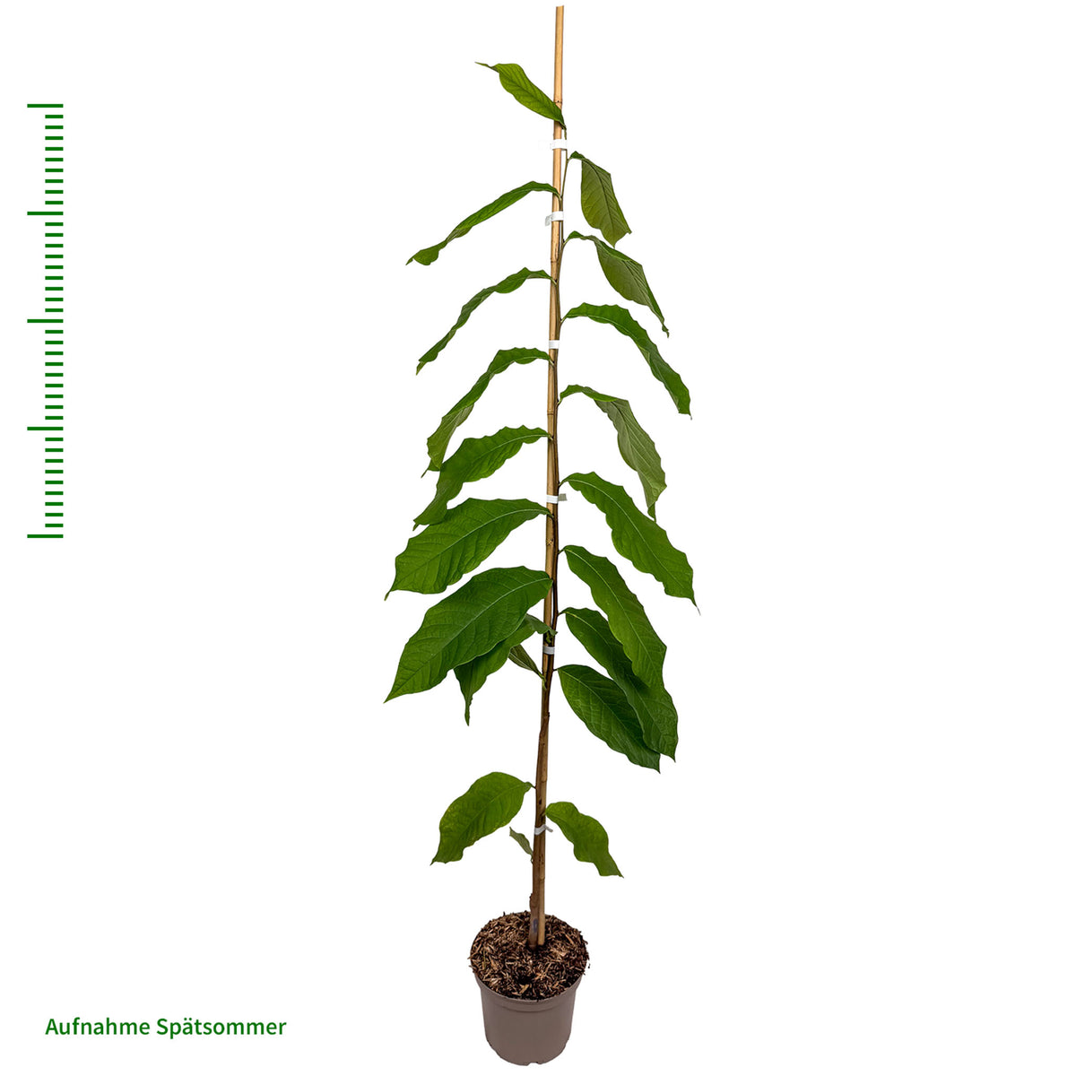 Pawpaw 'Wildform'