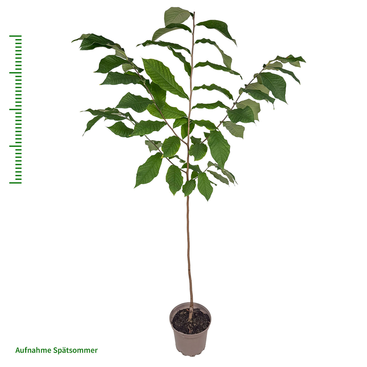 Pawpaw 'Wildform' Solitär