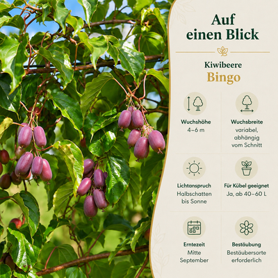 Kiwibeere 'Bingo'