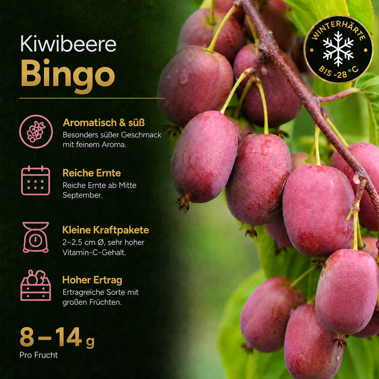 Kiwibeere 'Bingo'
