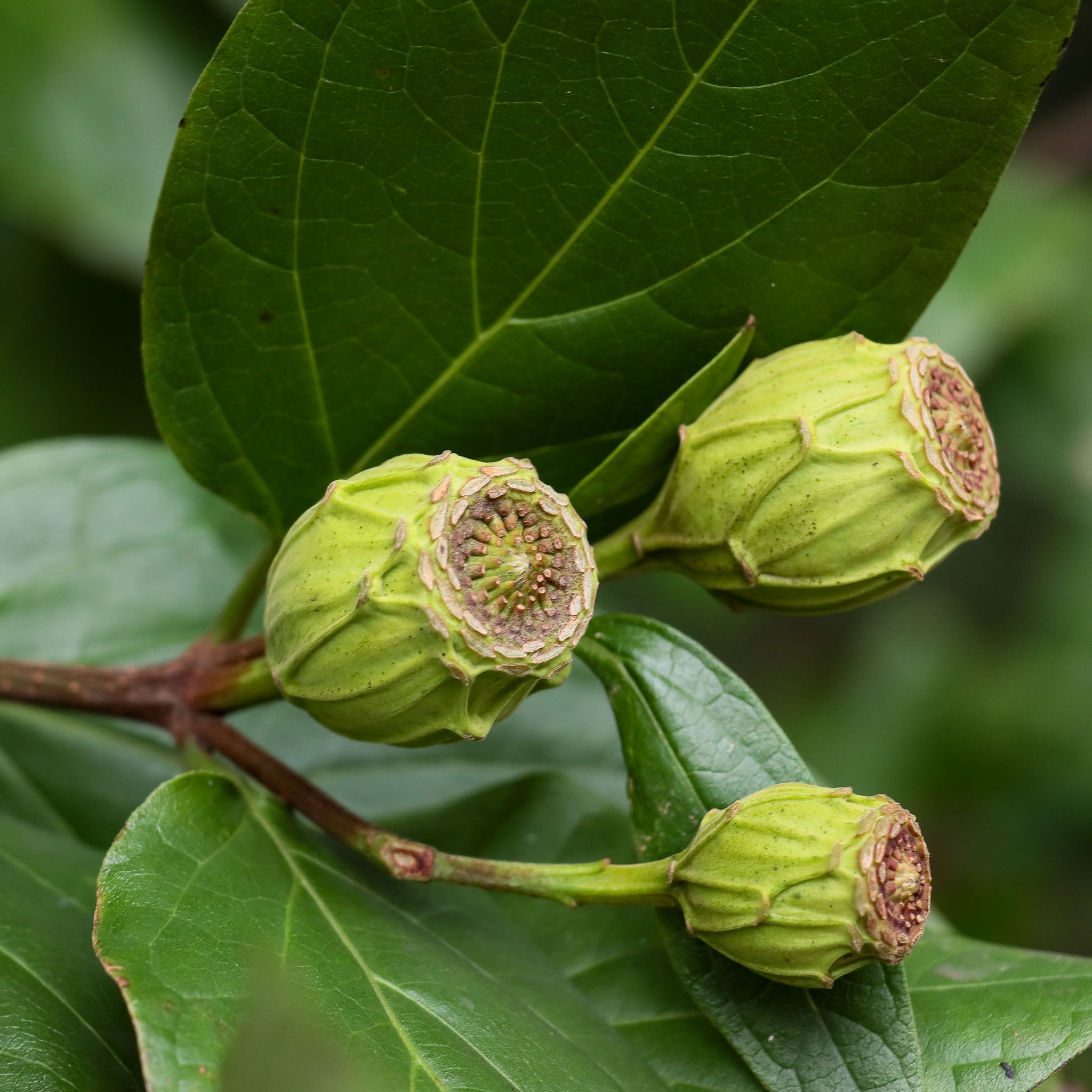 Gewürzstrauch 'Aphrodite'