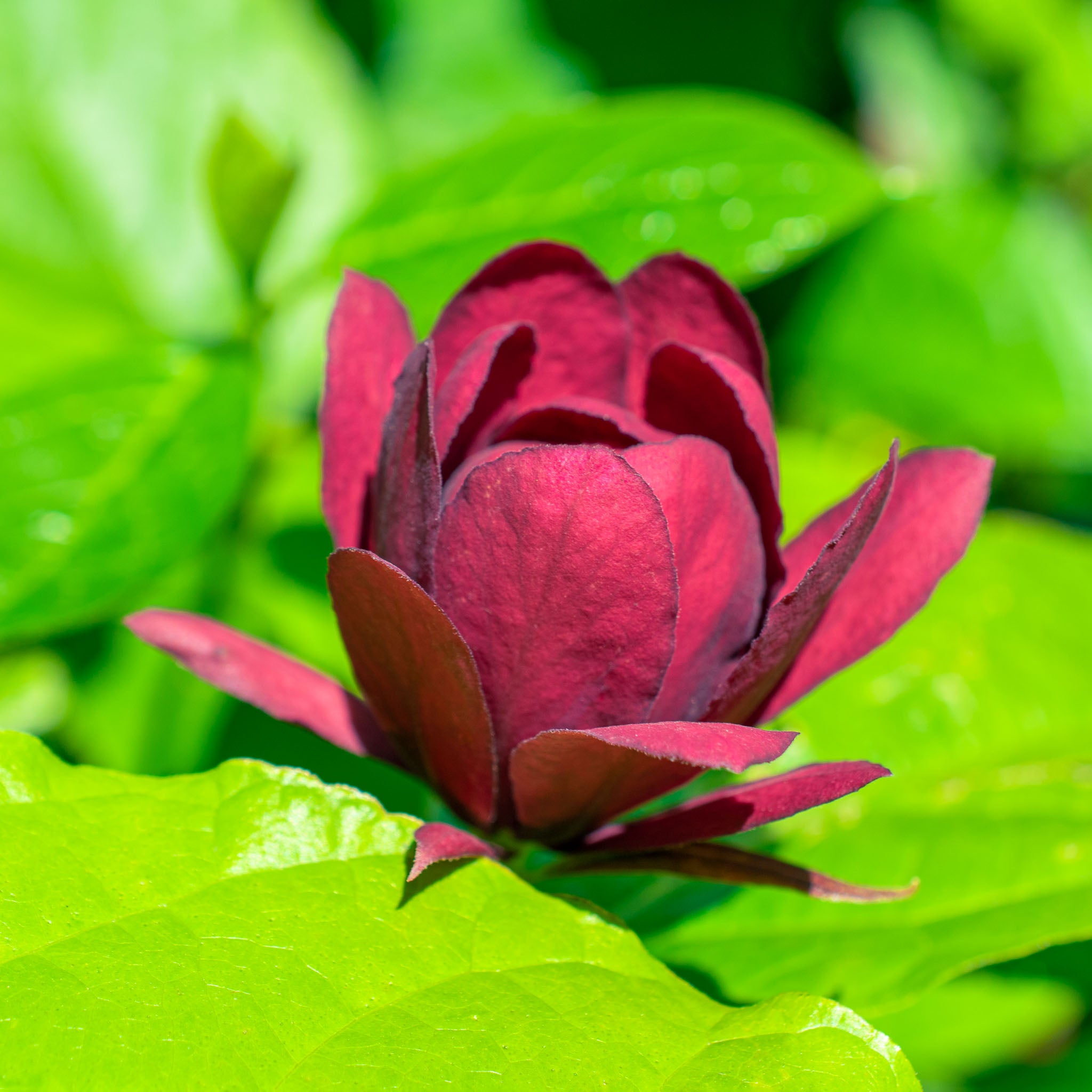 Gewürzstrauch 'Aphrodite'