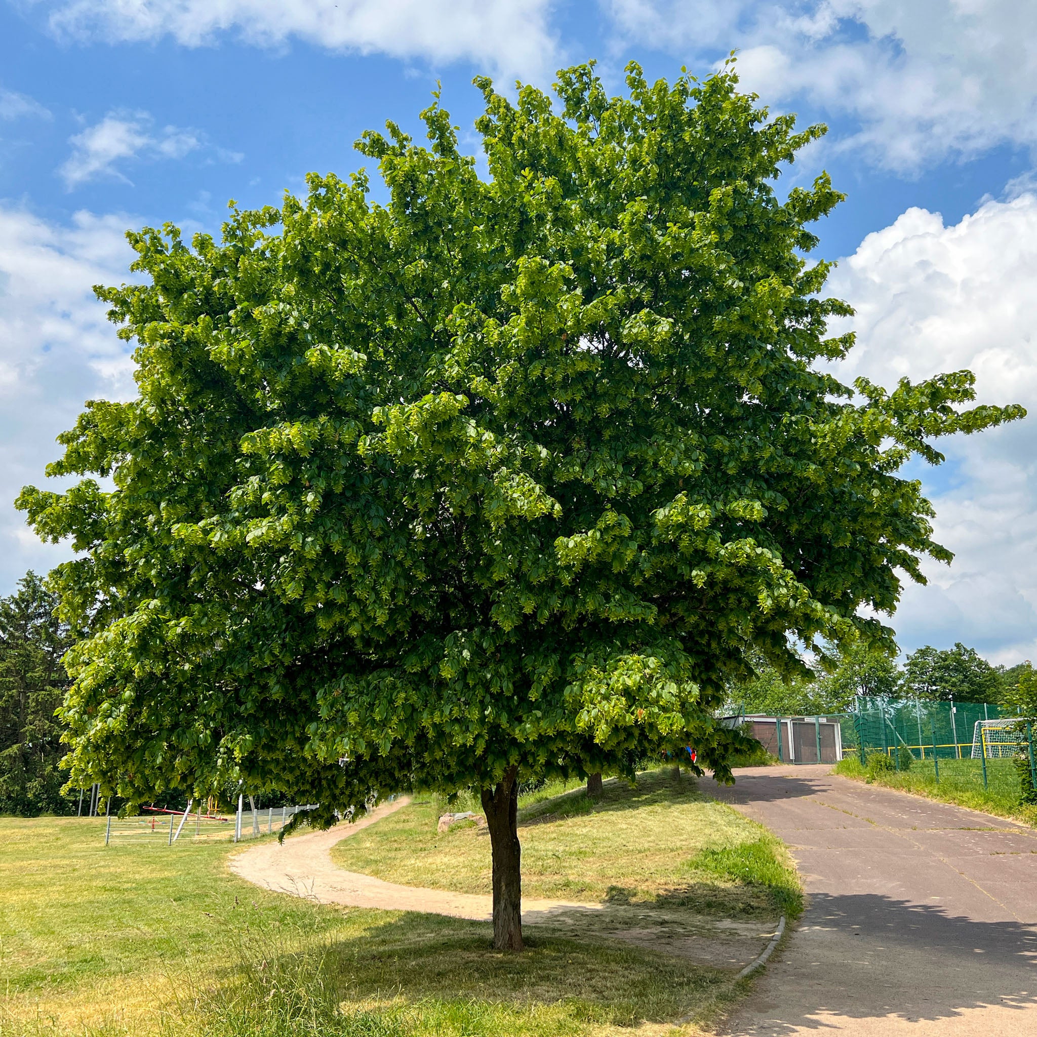Hainbuche - Solitärbaum