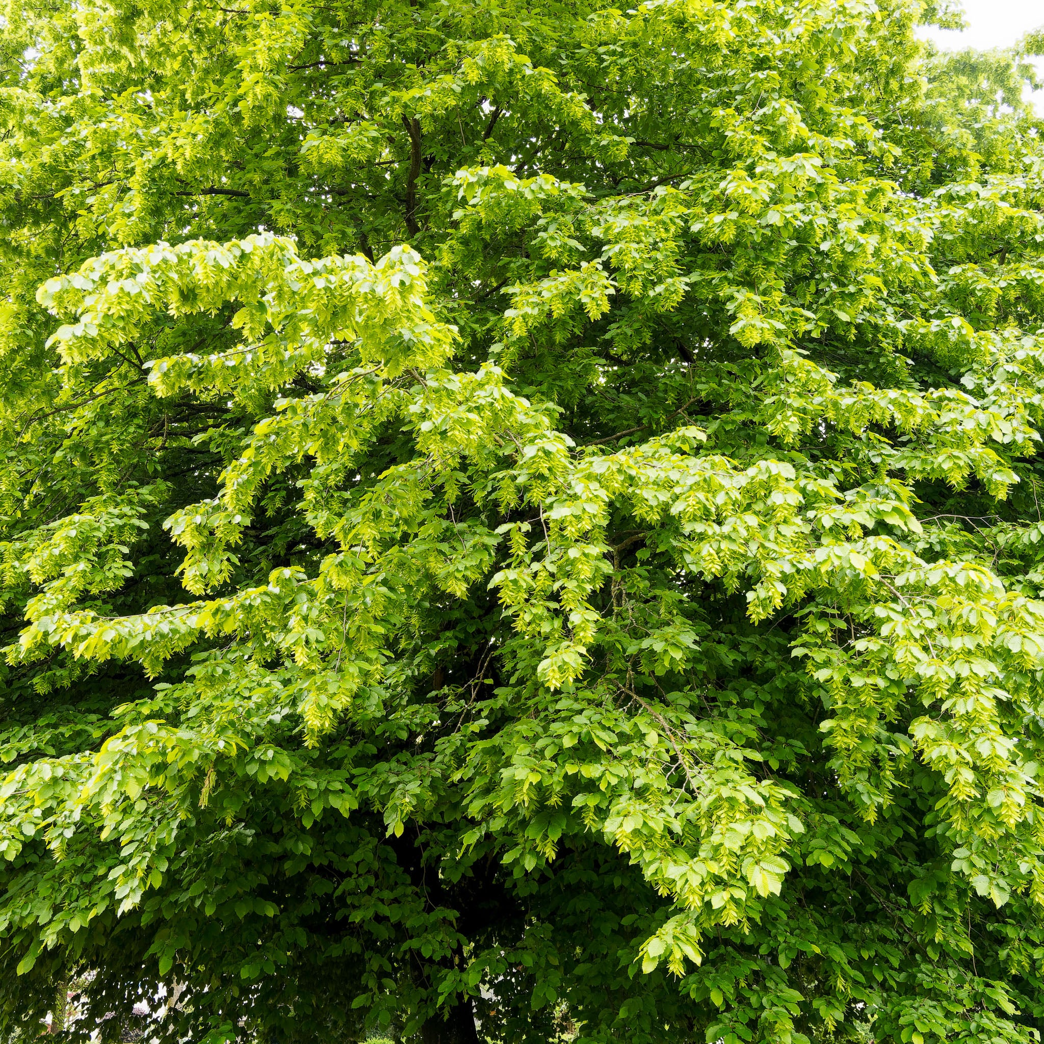 Hainbuche - Solitärbaum