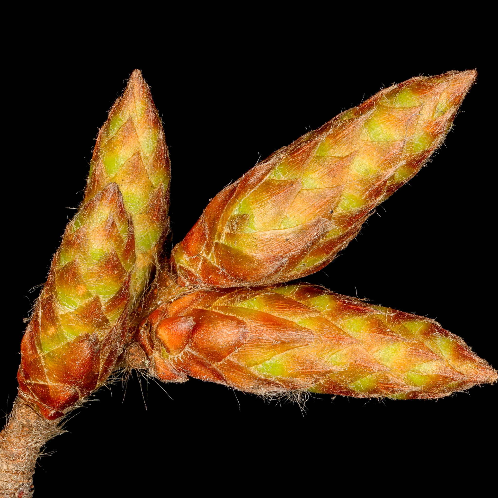 Hainbuche - Solitärbaum