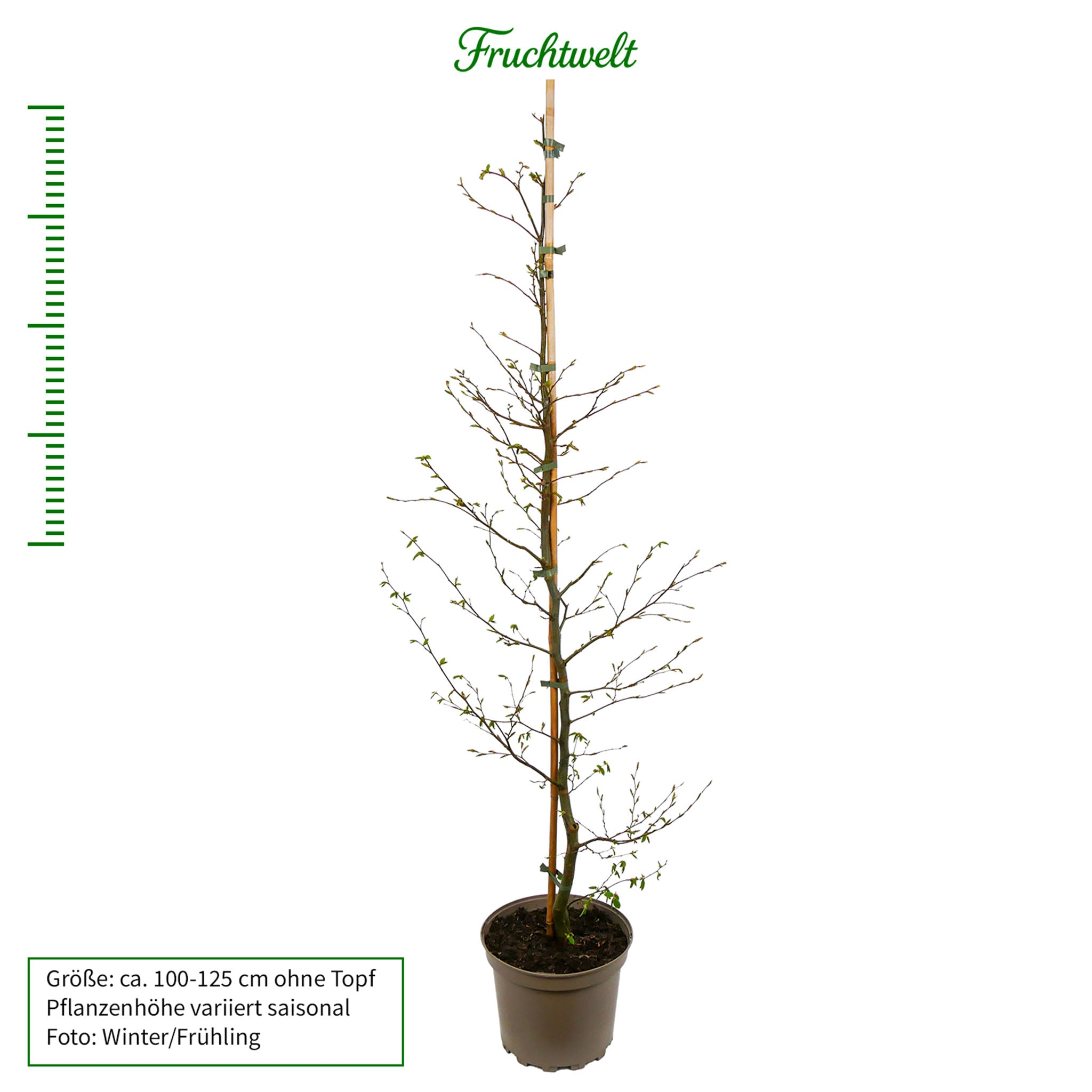 Hainbuche - Solitärbaum