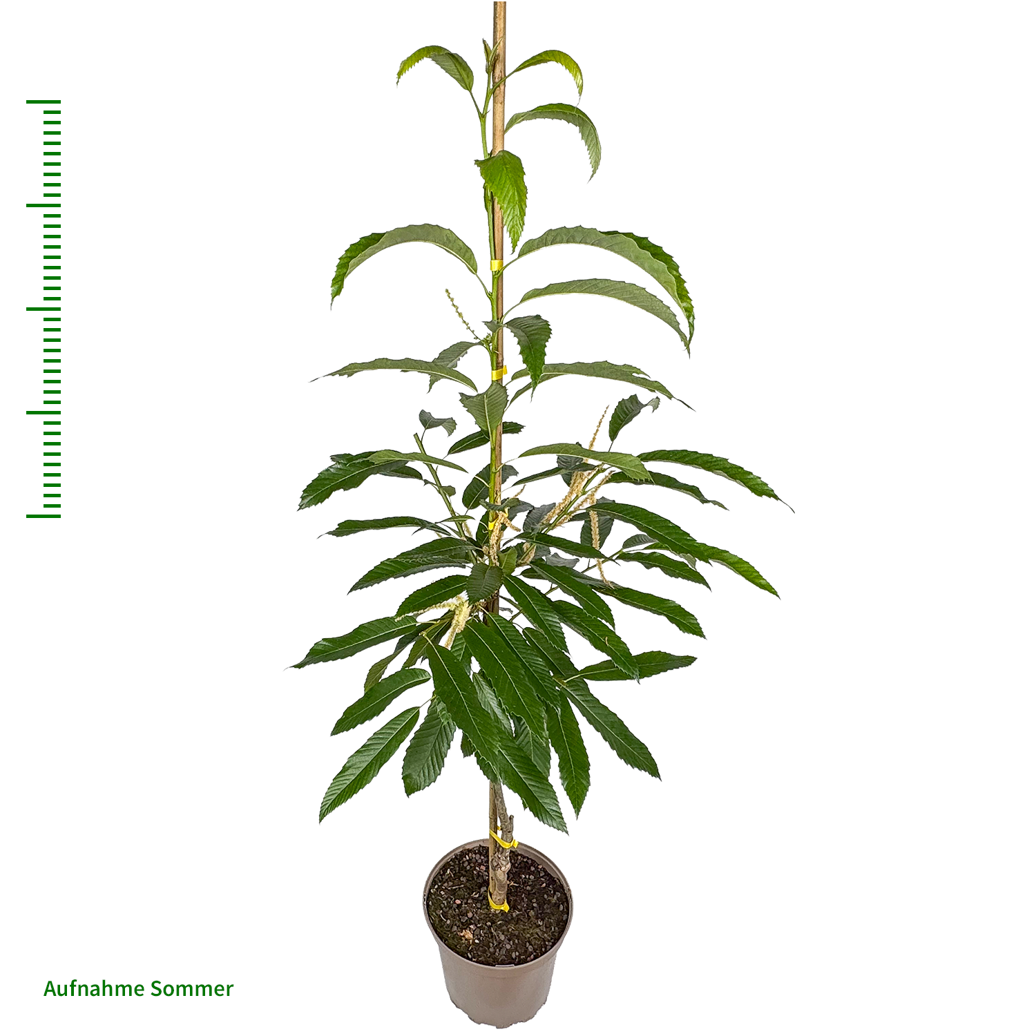 Esskastanie 'Wildform'