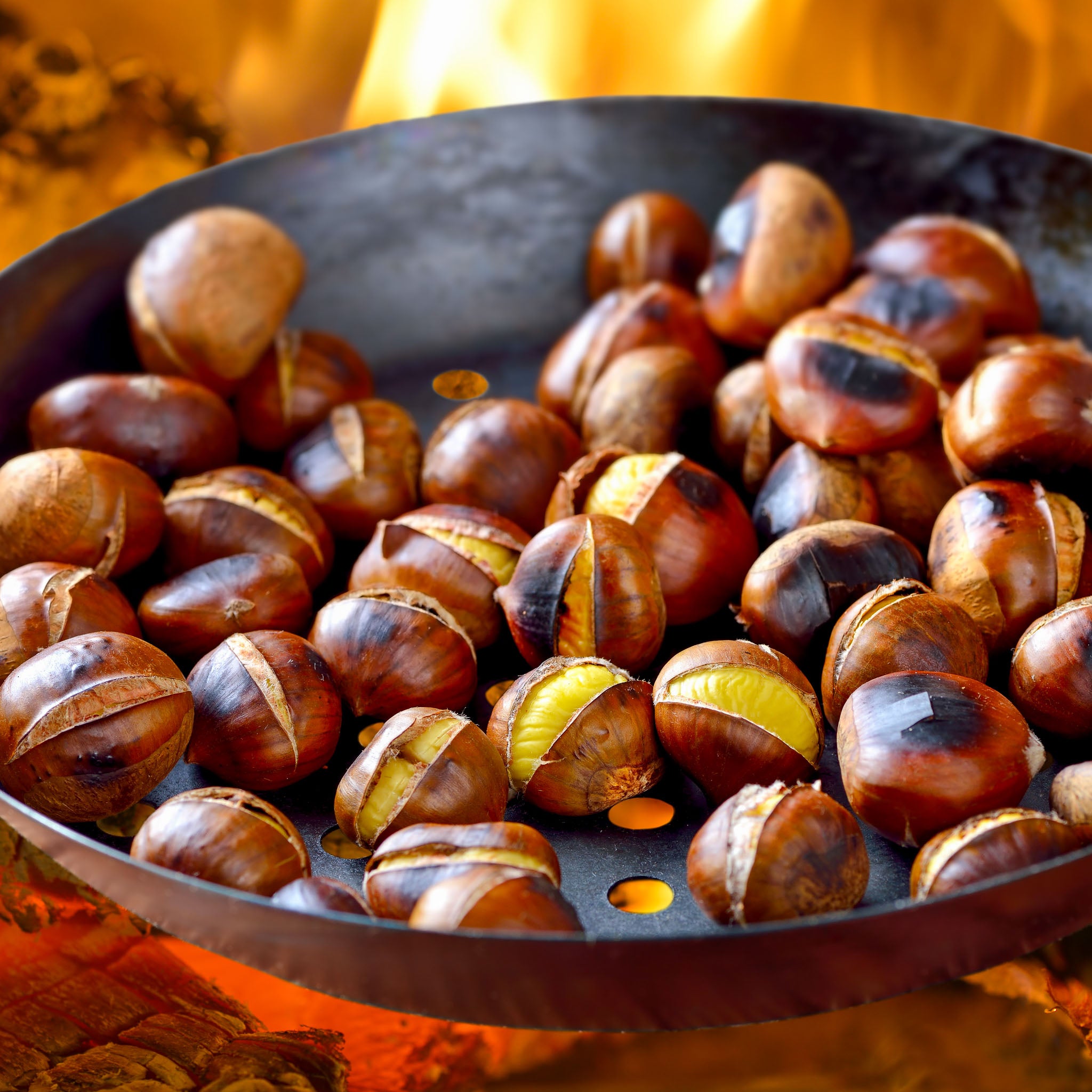 Esskastanie 'Bouche de Bétizac'