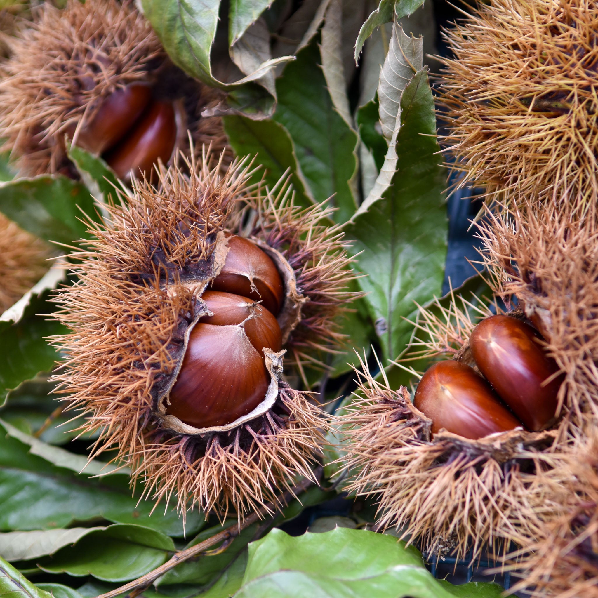 Esskastanie 'Bournette'
