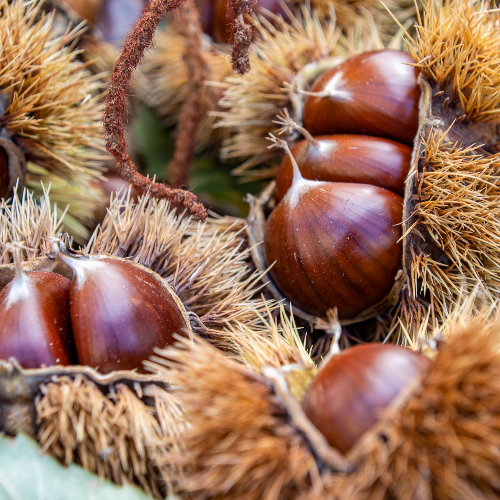 Esskastanie 'Précoce Migoule'